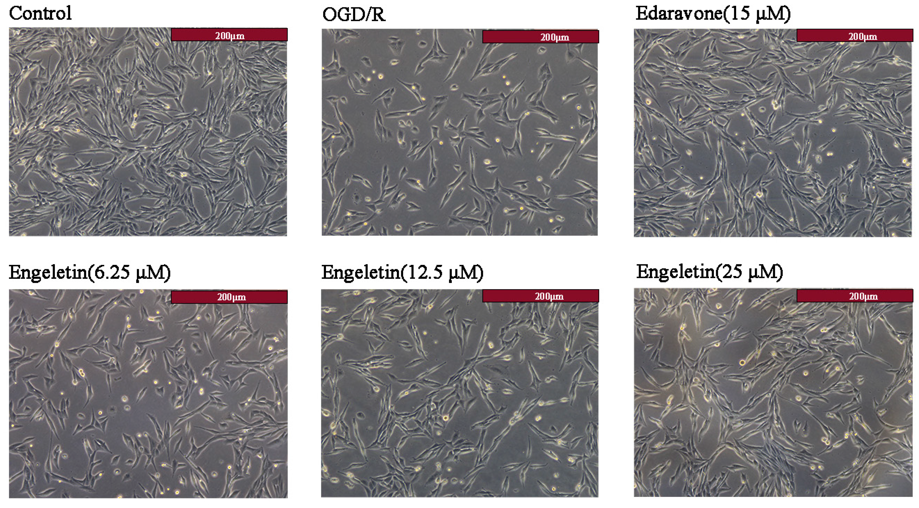 Ijms 26 11446 g007 Ijms 26 11446 g007