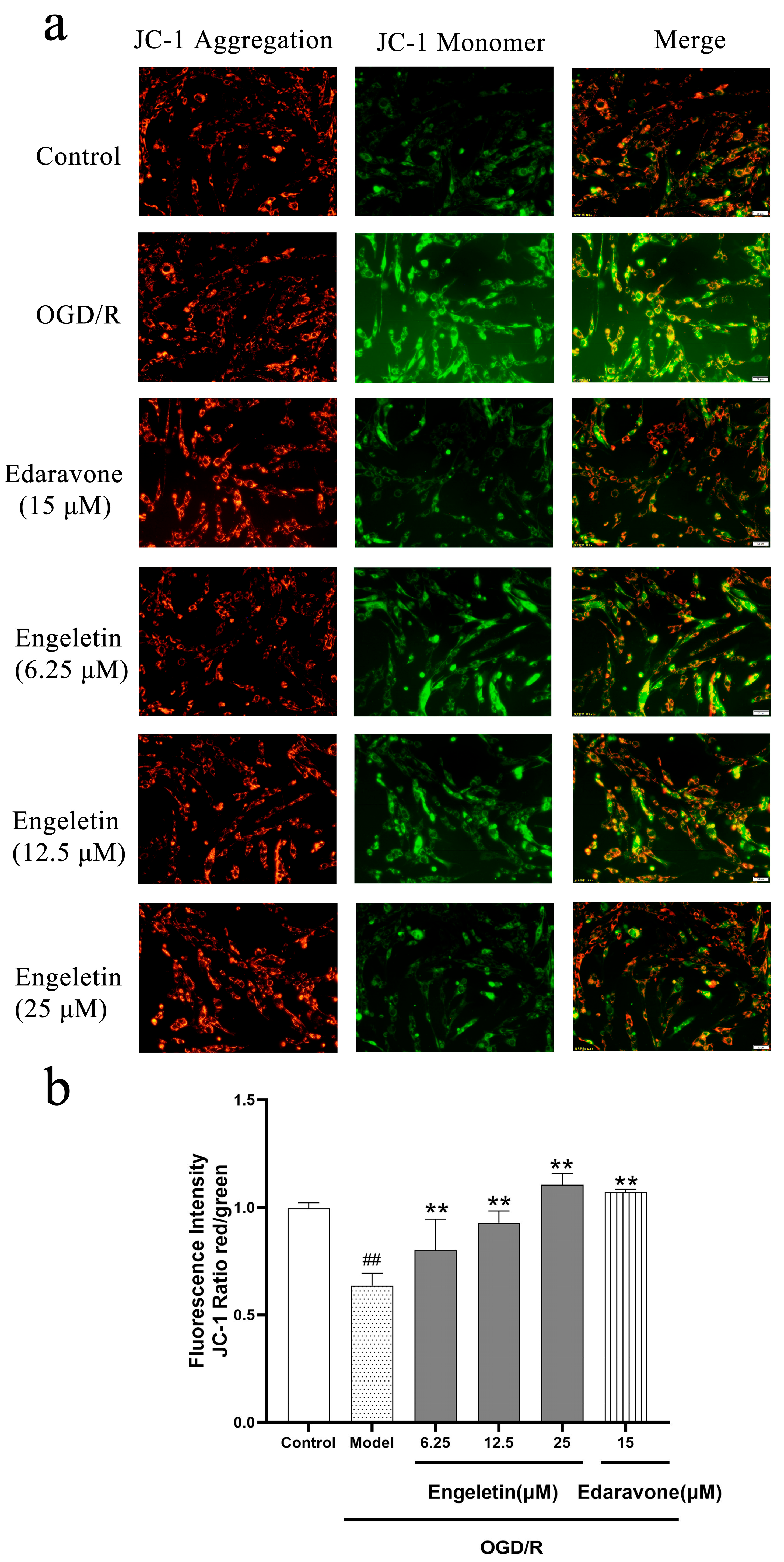 Ijms 26 11446 g009 Ijms 26 11446 g009