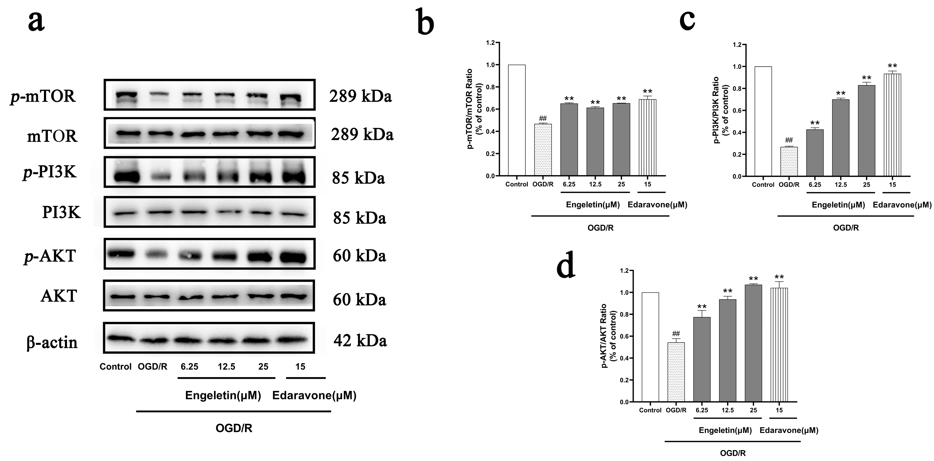Ijms 26 11446 g010 Ijms 26 11446 g010