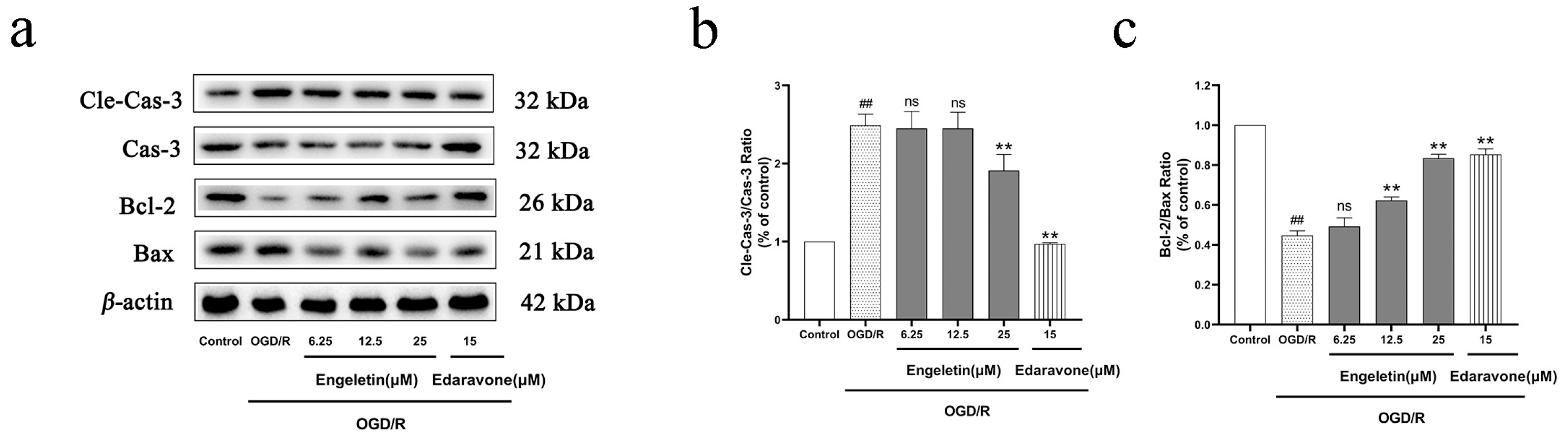 Ijms 26 11446 g011 Ijms 26 11446 g011