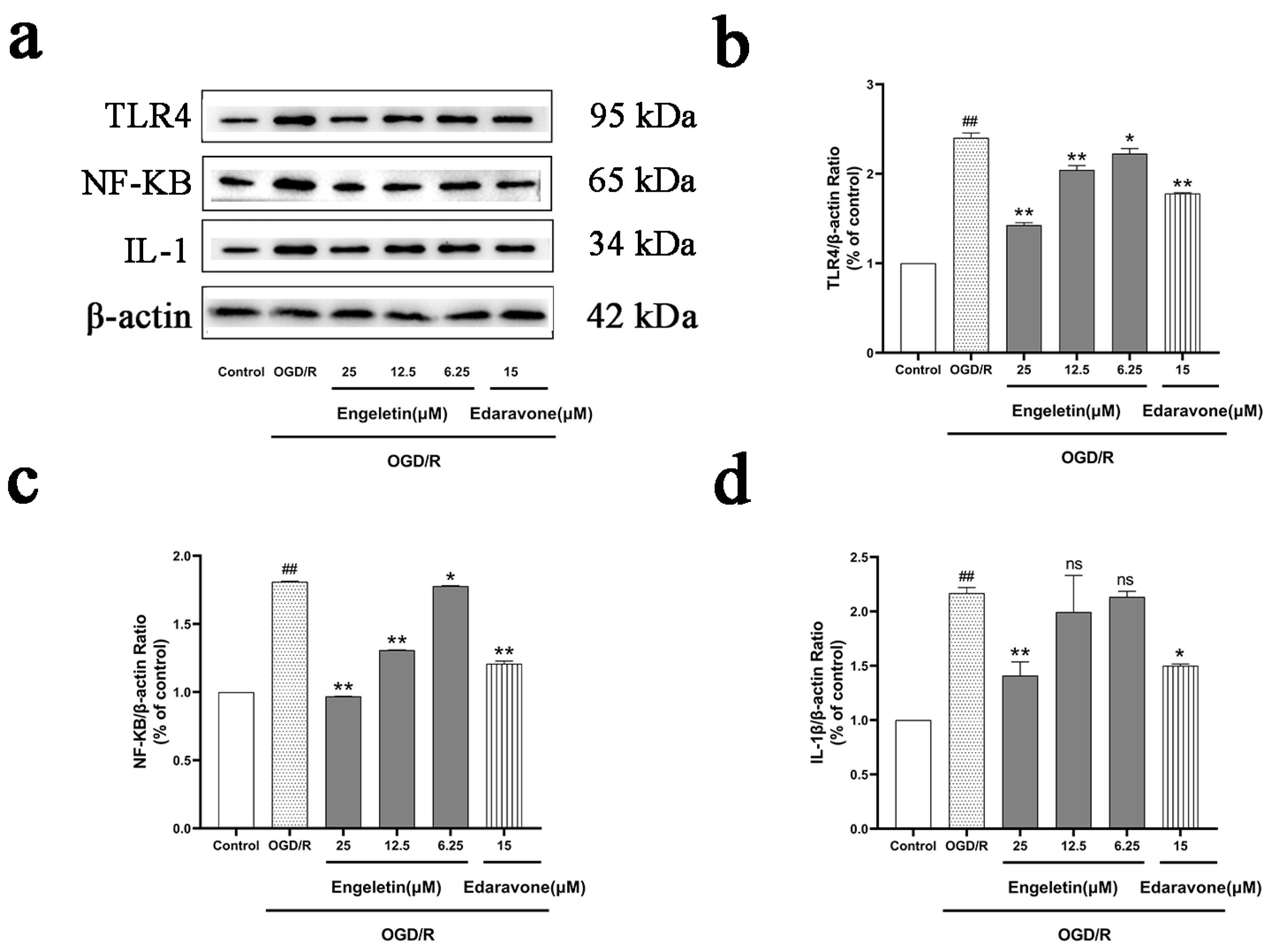 Ijms 26 11446 g012 Ijms 26 11446 g012
