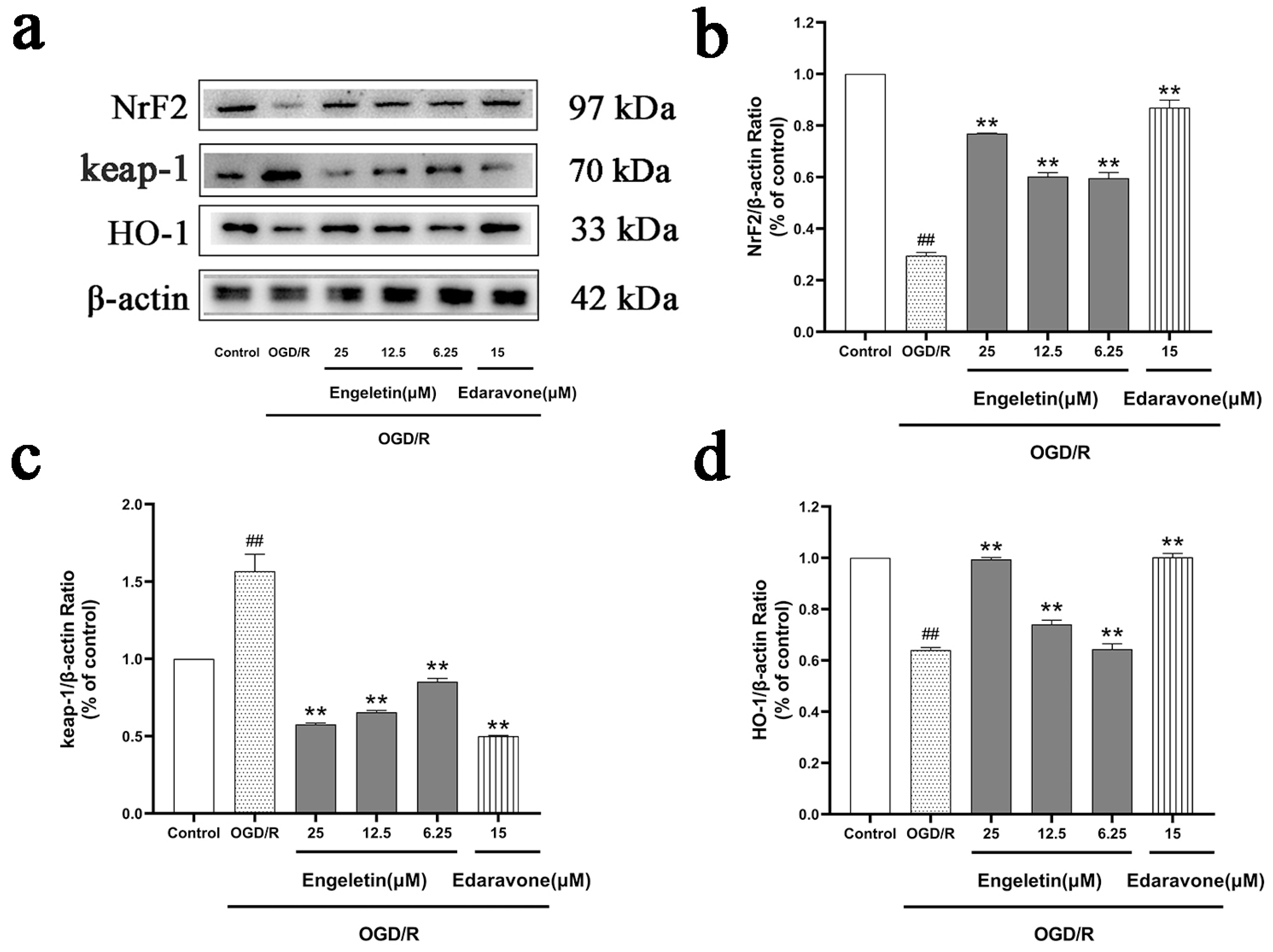 Ijms 26 11446 g013 Ijms 26 11446 g013