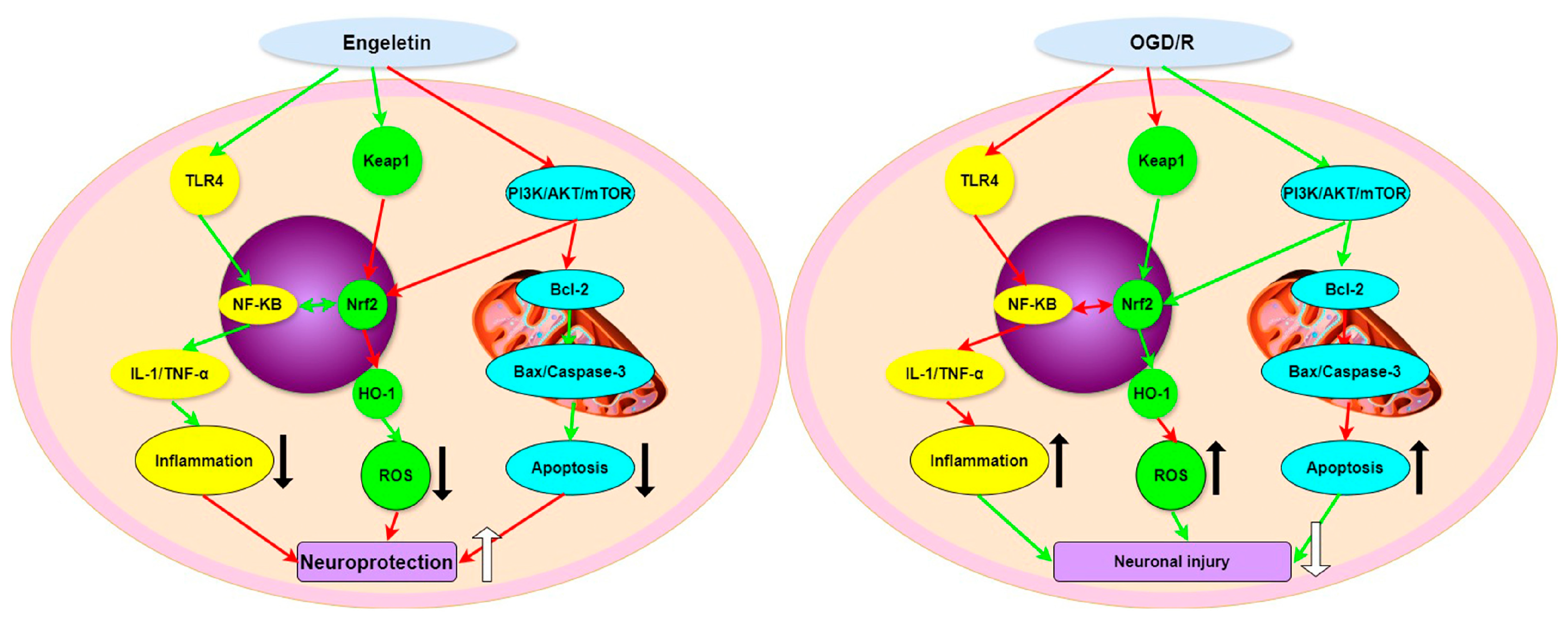 Ijms 26 11446 g014 Ijms 26 11446 g014