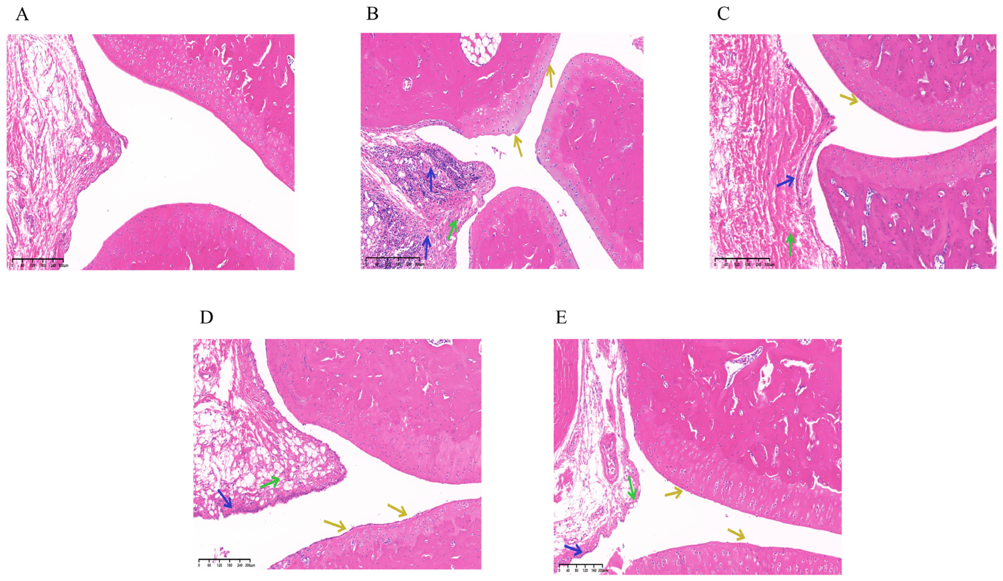 Ijms 26 11449 g008 Ijms 26 11449 g008