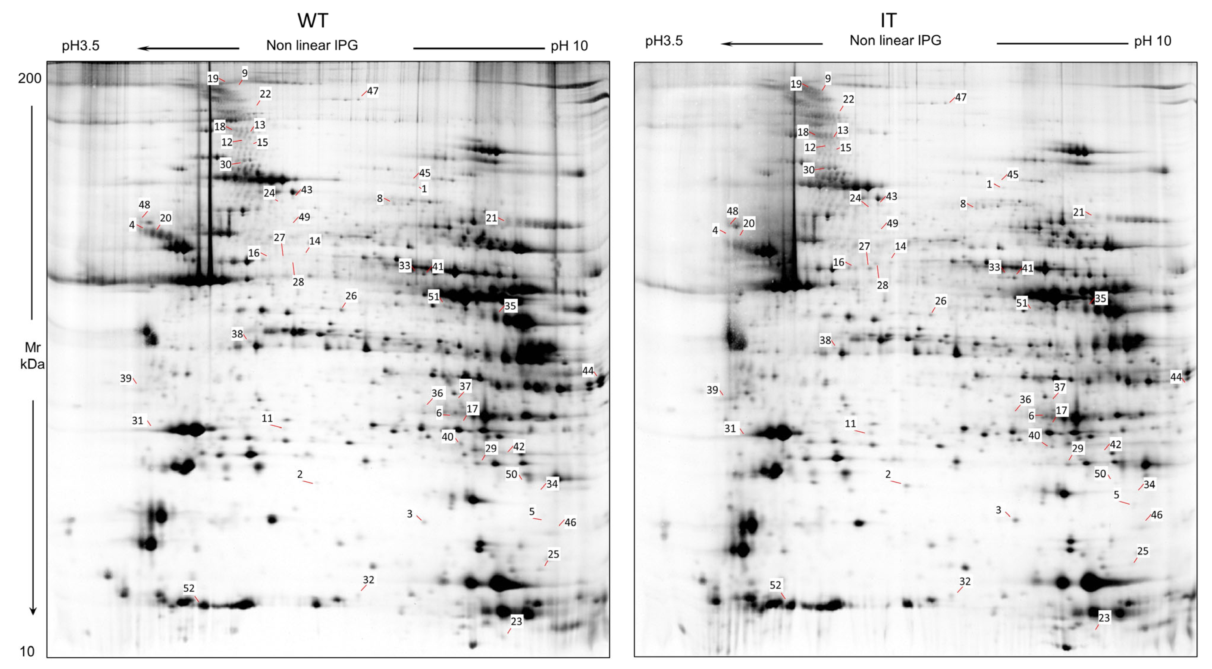 Ijms 26 11451 g001 Ijms 26 11451 g001