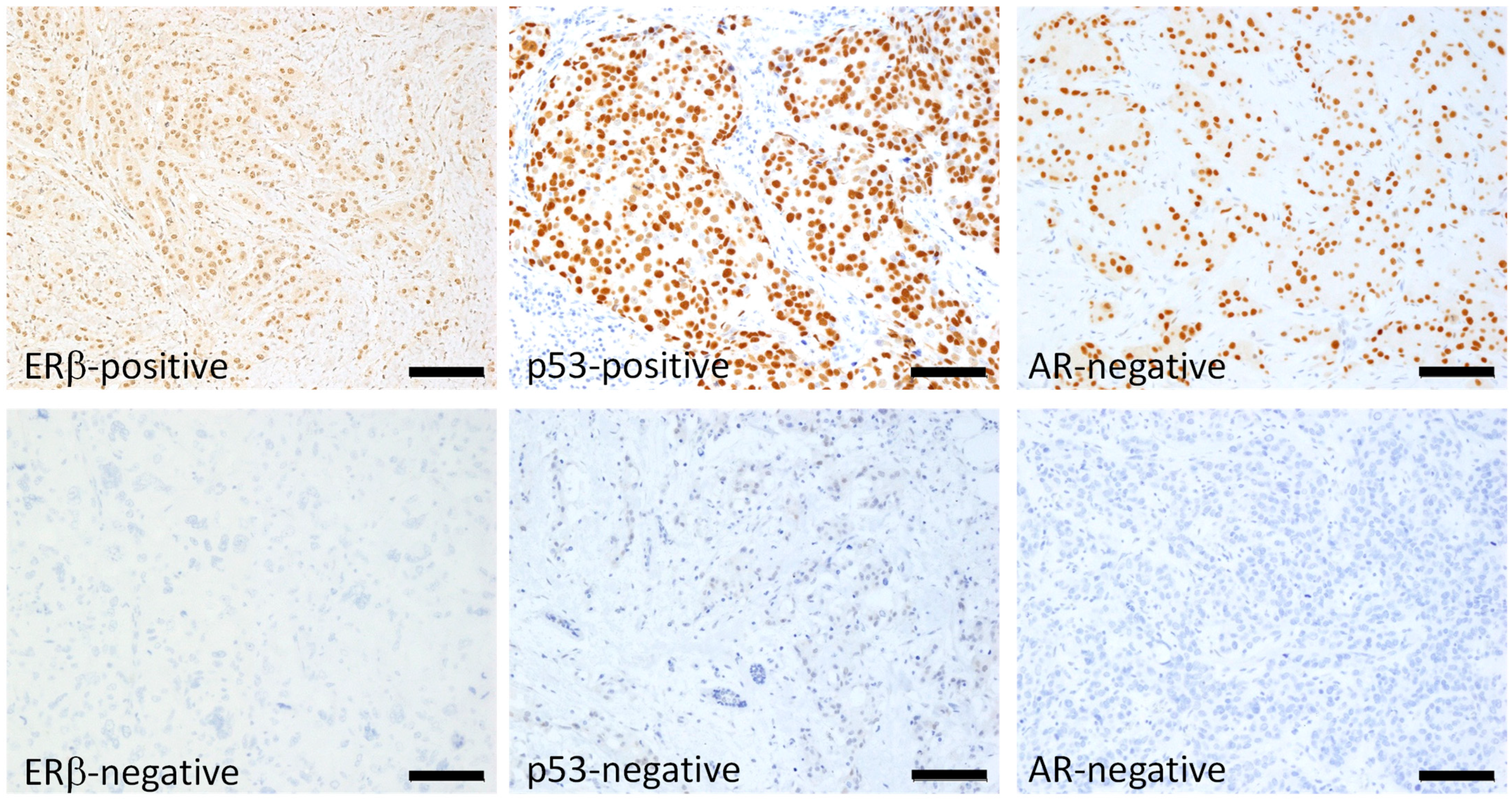 Ijms 26 11459 g001 Ijms 26 11459 g001