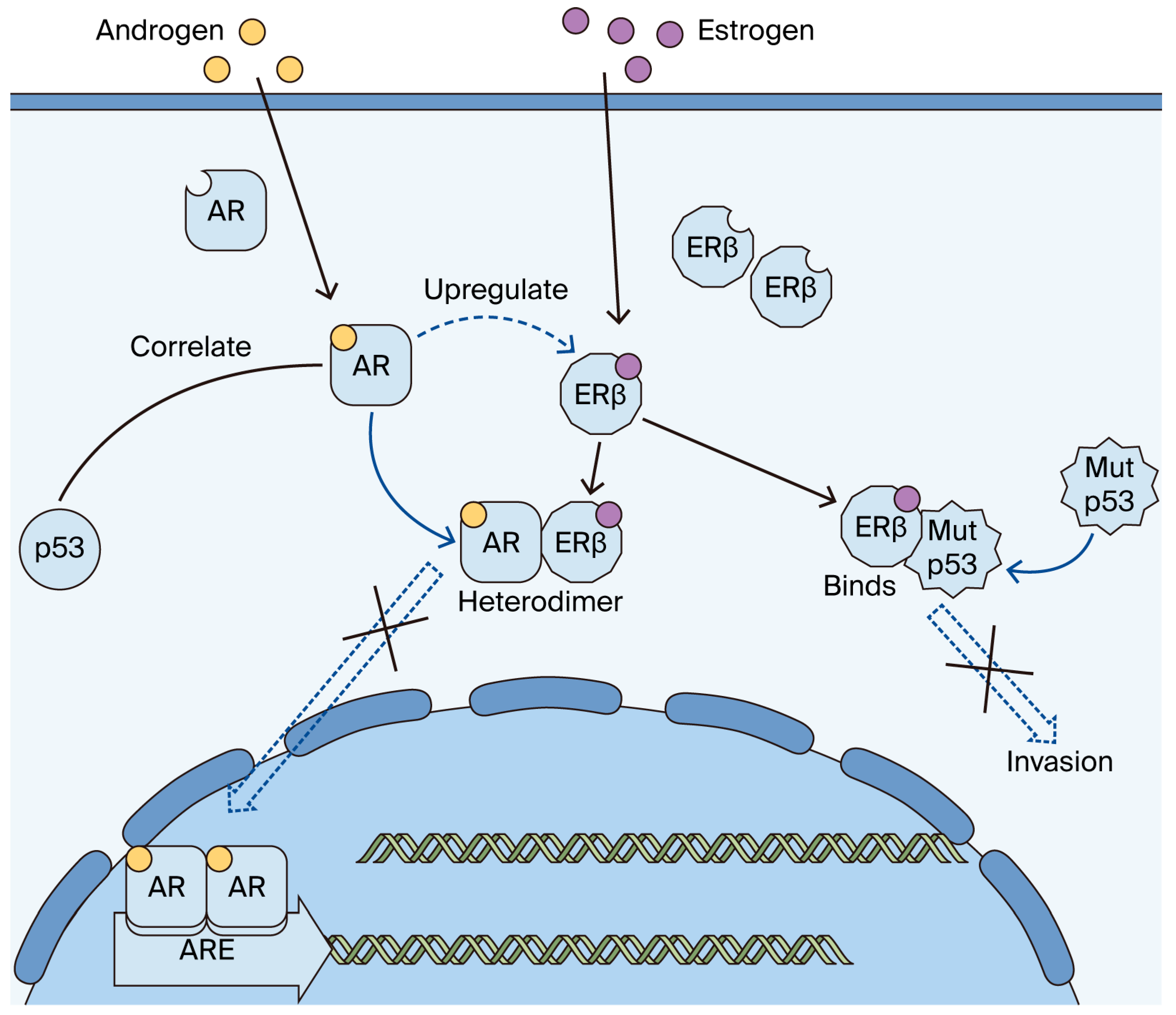 Ijms 26 11459 g006 Ijms 26 11459 g006
