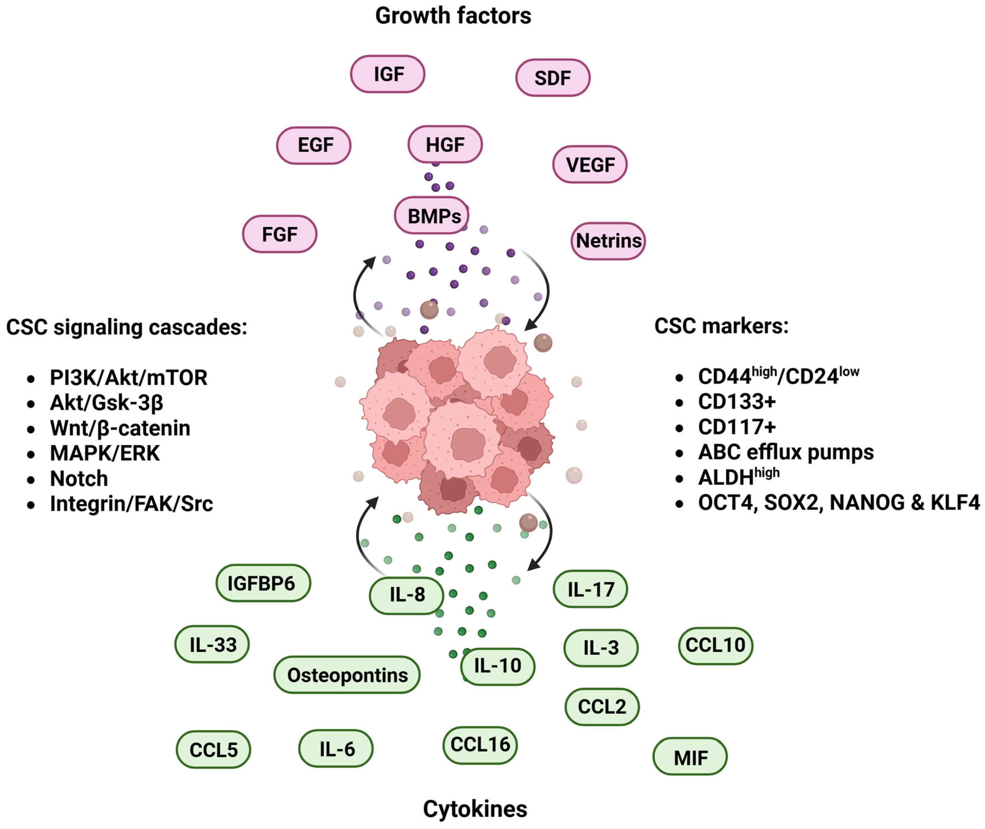 Ijms 26 11462 g003 Ijms 26 11462 g003