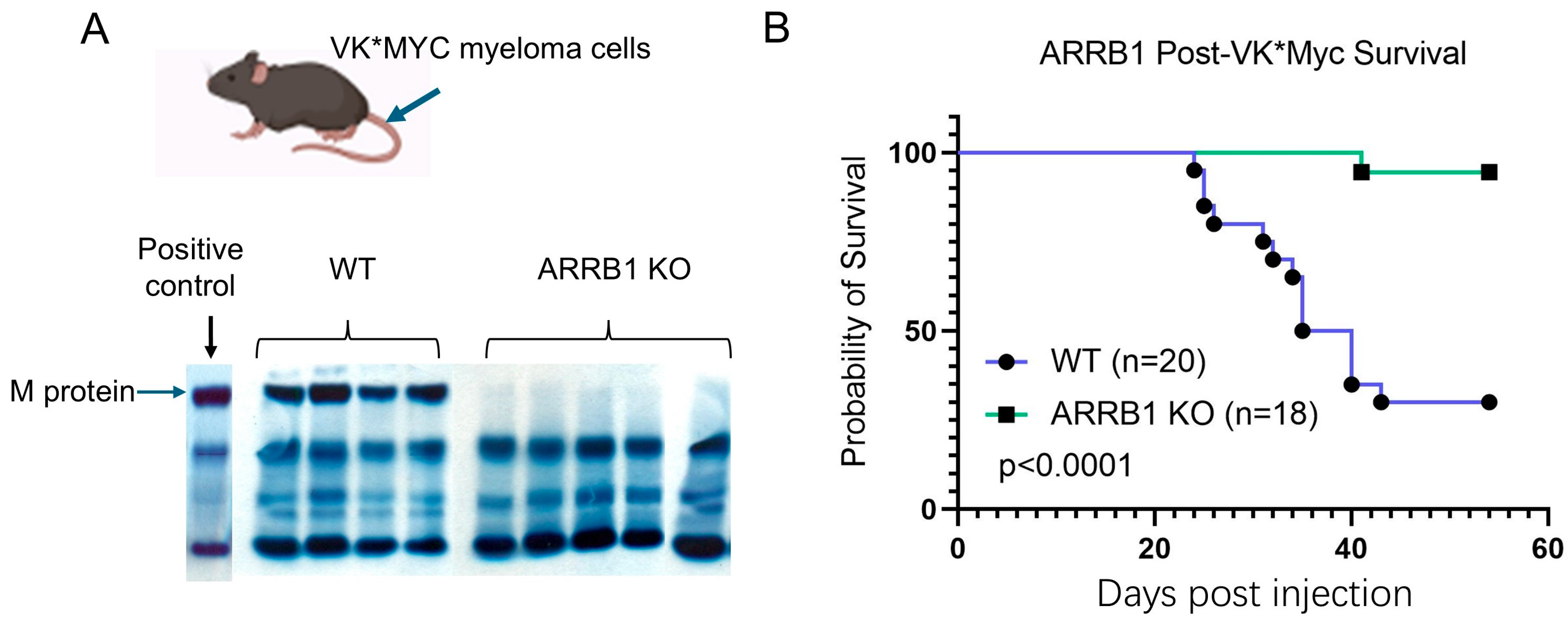 Ijms 26 11478 g001 Ijms 26 11478 g001