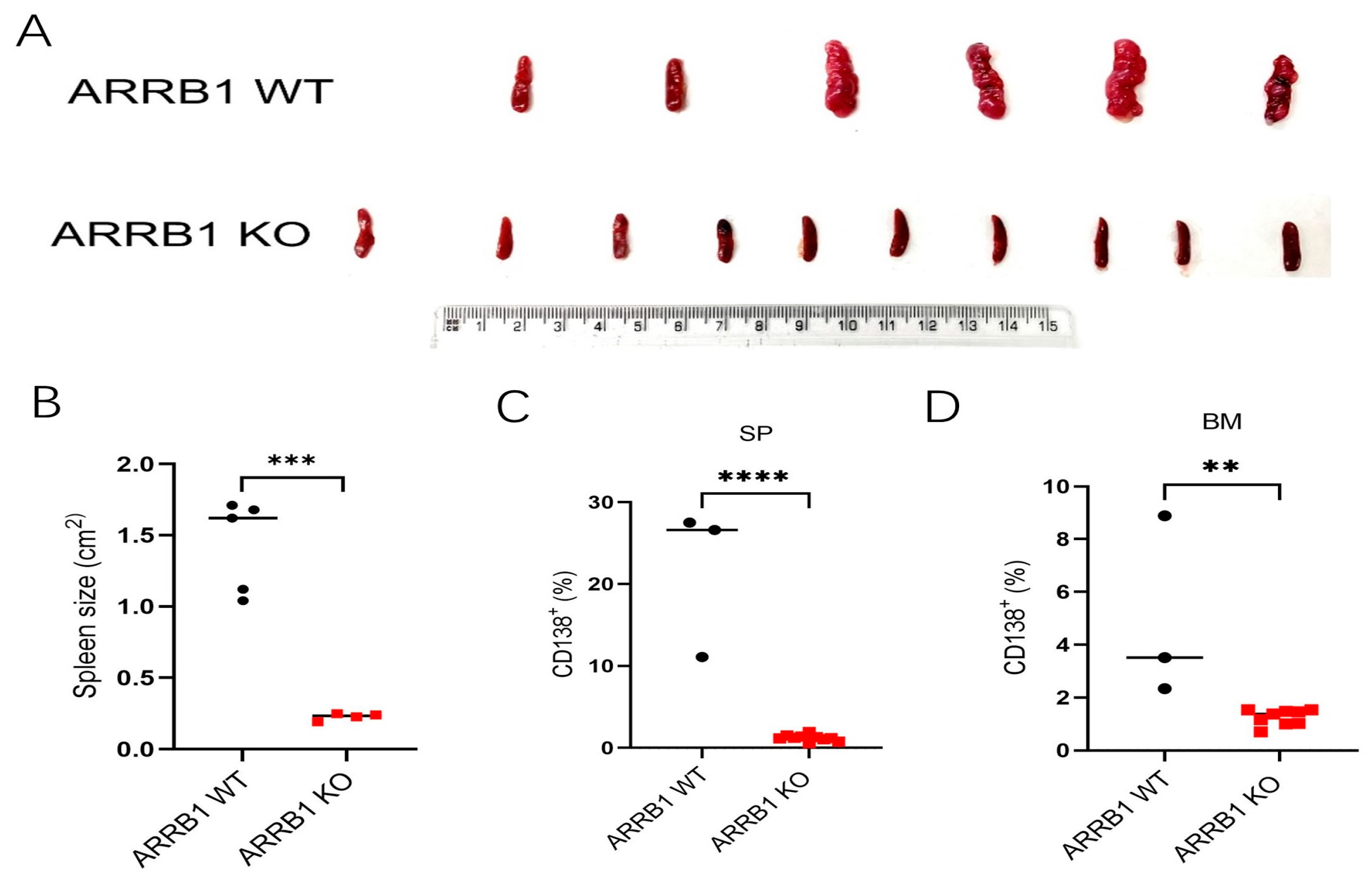 Ijms 26 11478 g002 Ijms 26 11478 g002