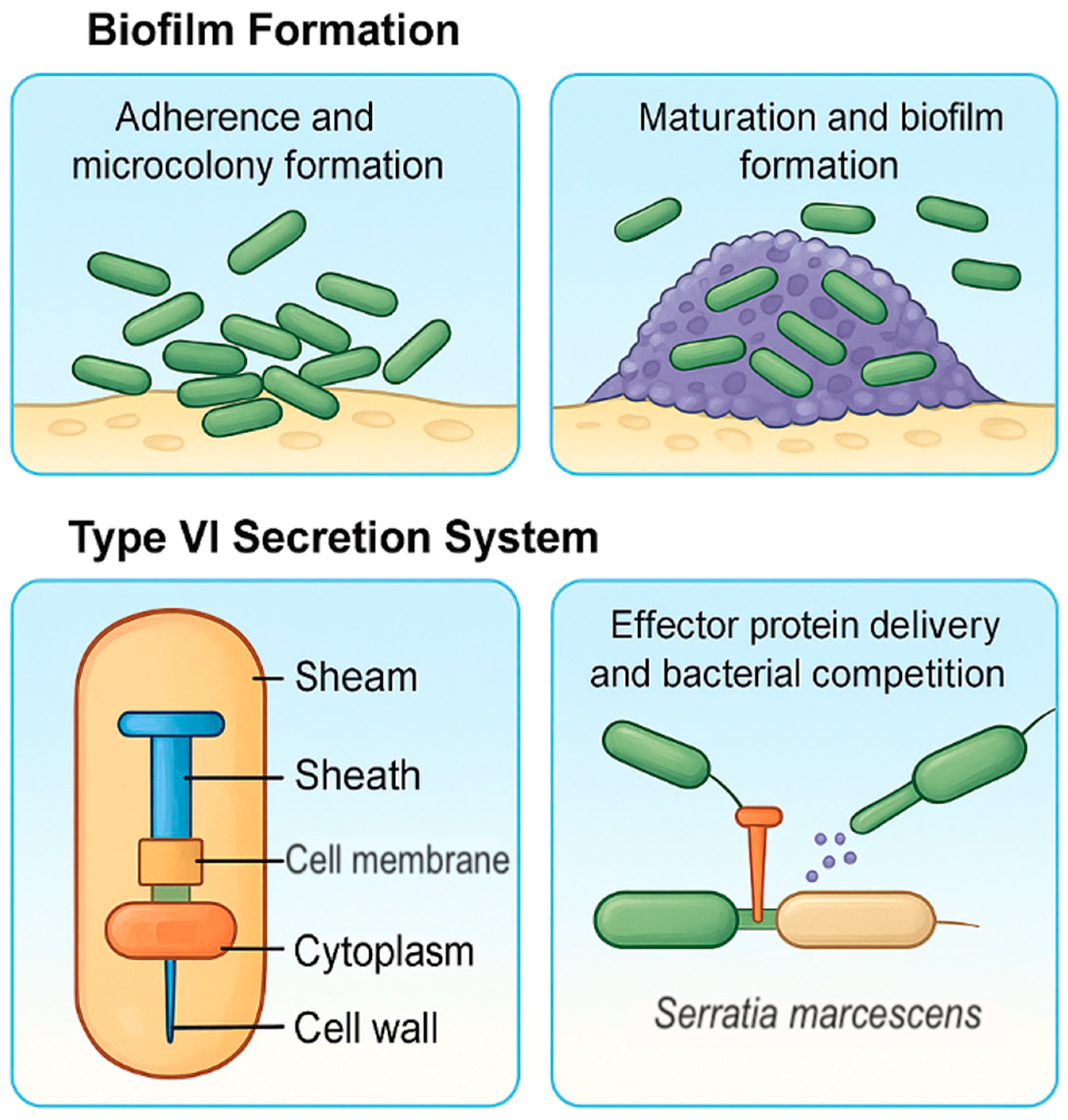 Ijms 26 11479 g002 Ijms 26 11479 g002