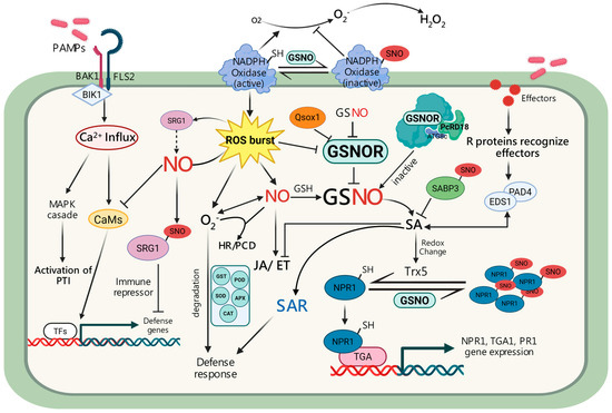 cysteine glutathione deficiency GSH hoards all the cysteinewhat a slimy thing to do