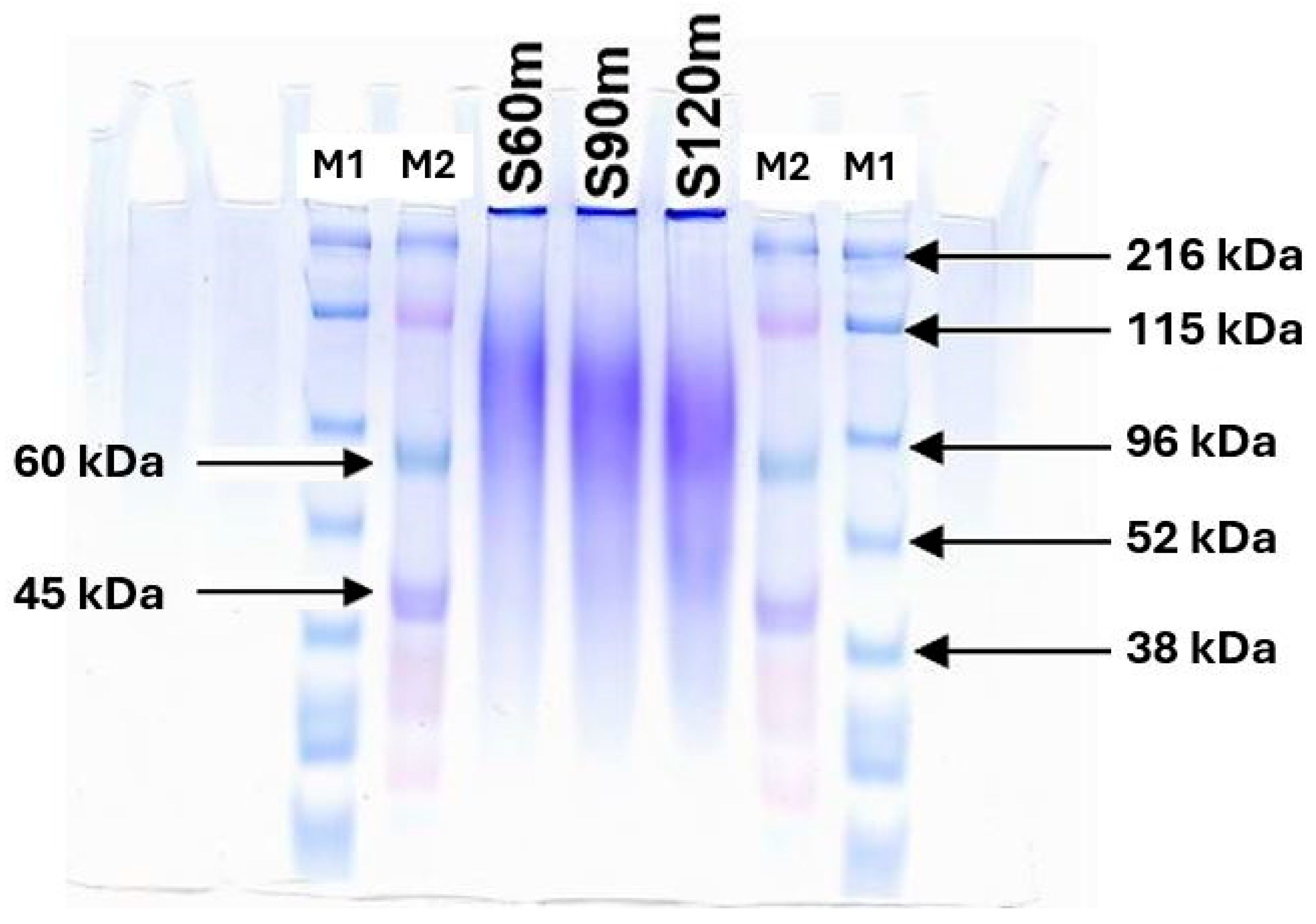 Ijms 26 11505 g001 Ijms 26 11505 g001