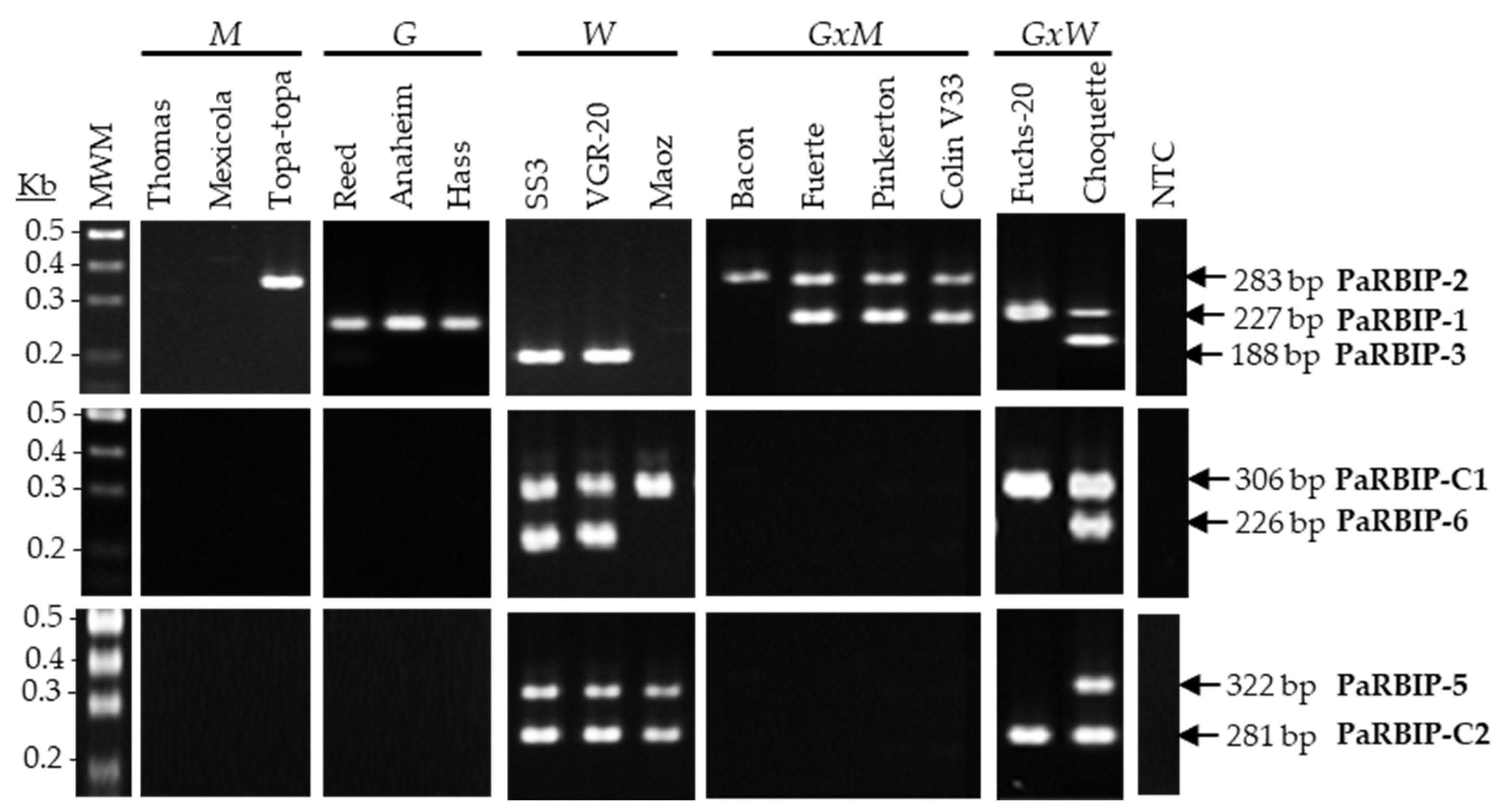 Ijms 26 11510 g002 Ijms 26 11510 g002