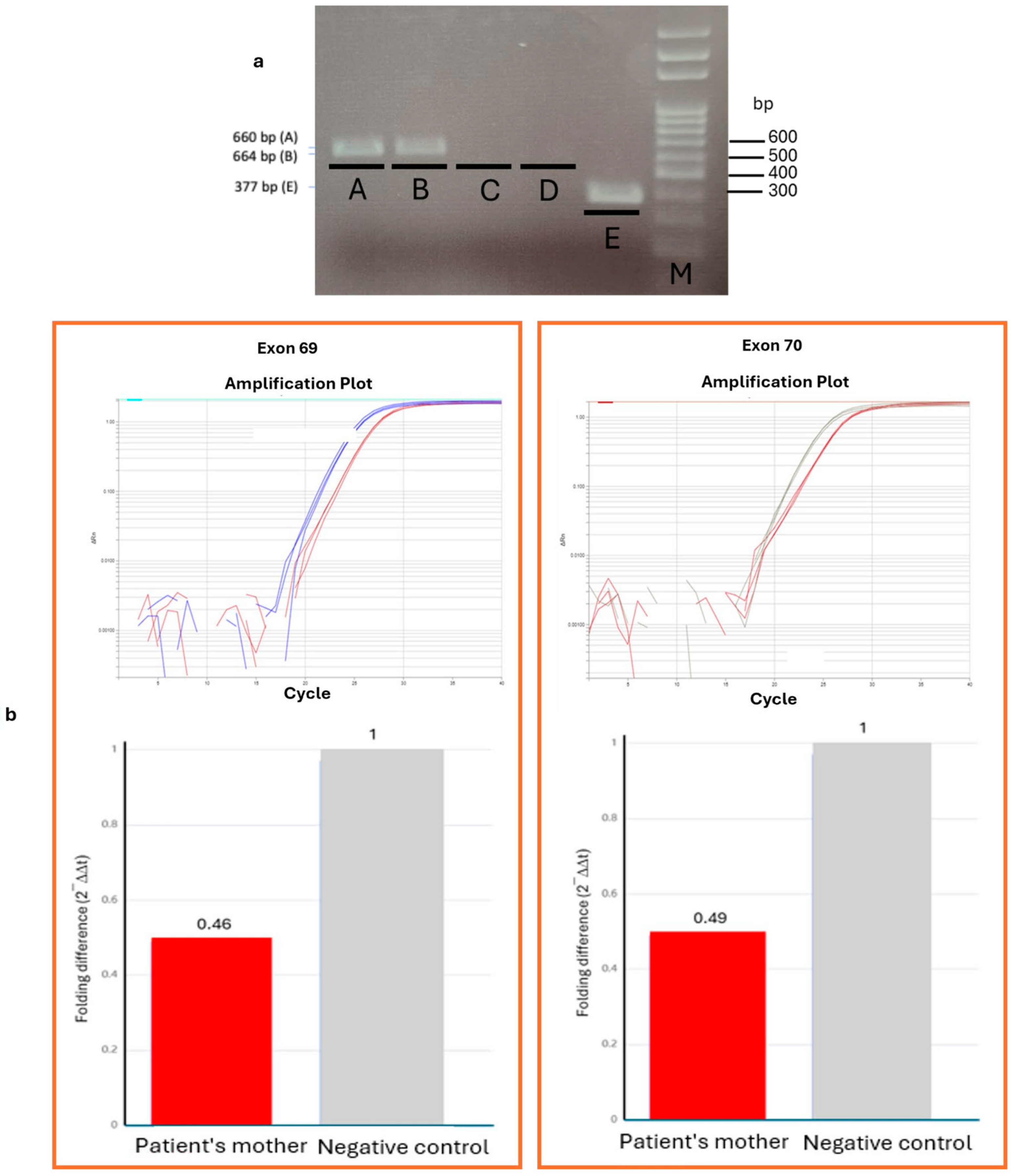 Ijms 26 11521 g001 Ijms 26 11521 g001