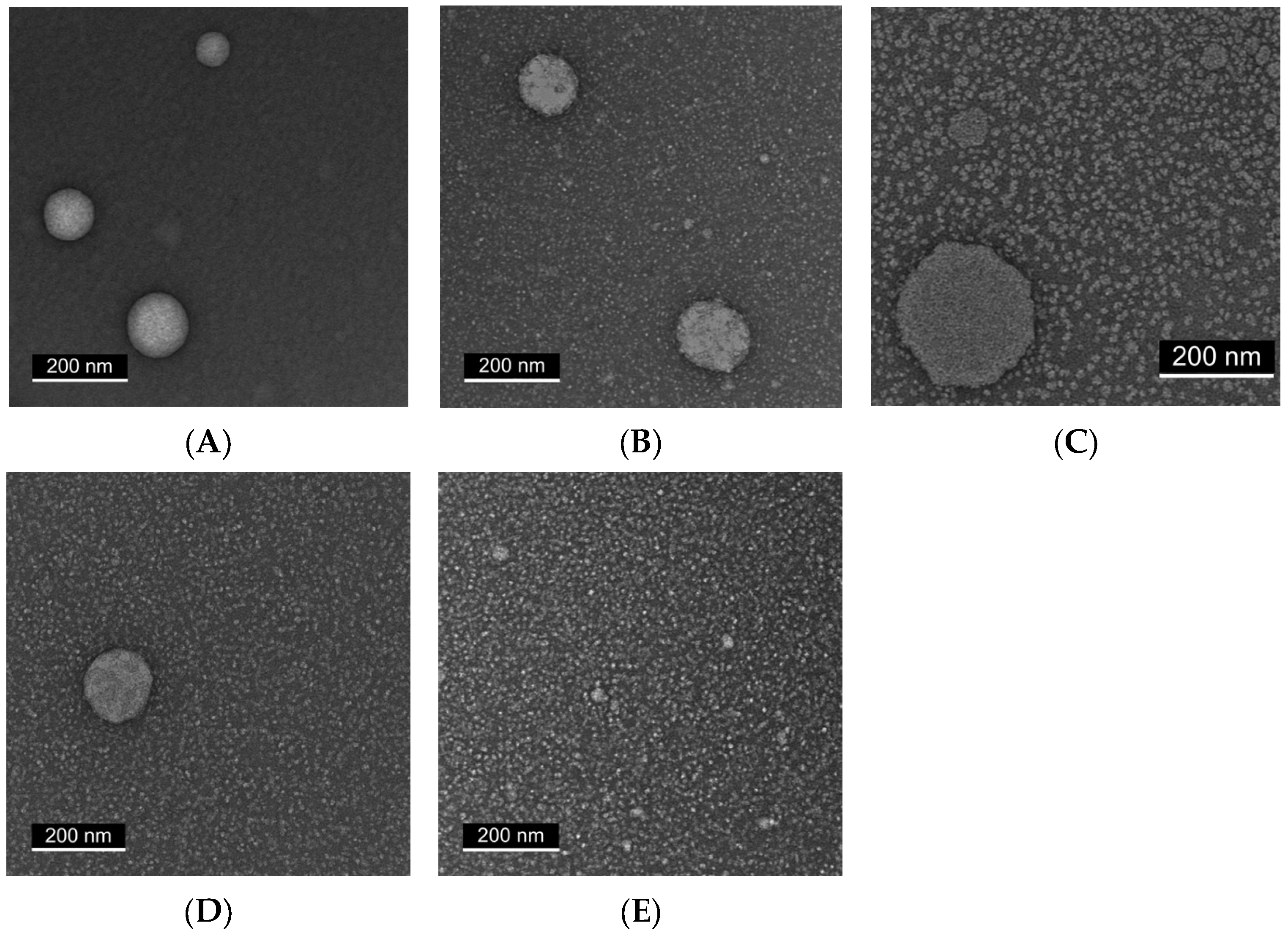 Ijms 26 11525 g003 Ijms 26 11525 g003