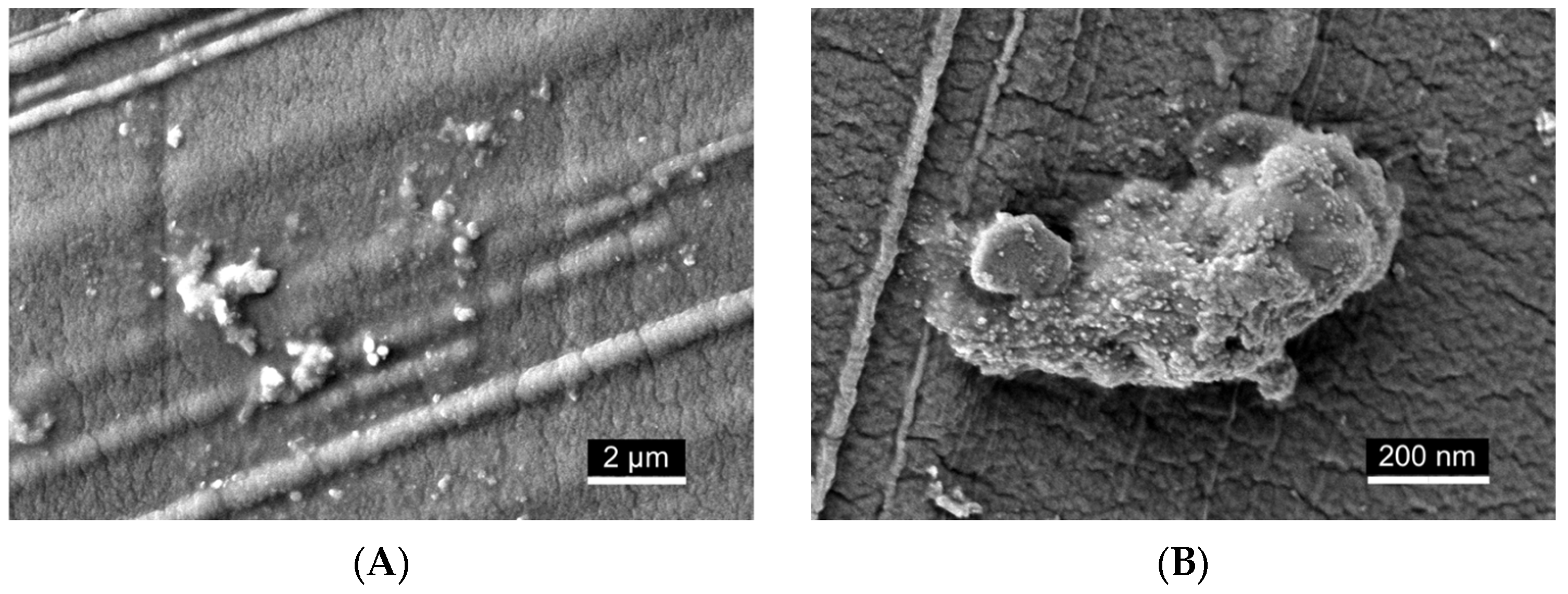 Ijms 26 11525 g007 Ijms 26 11525 g007