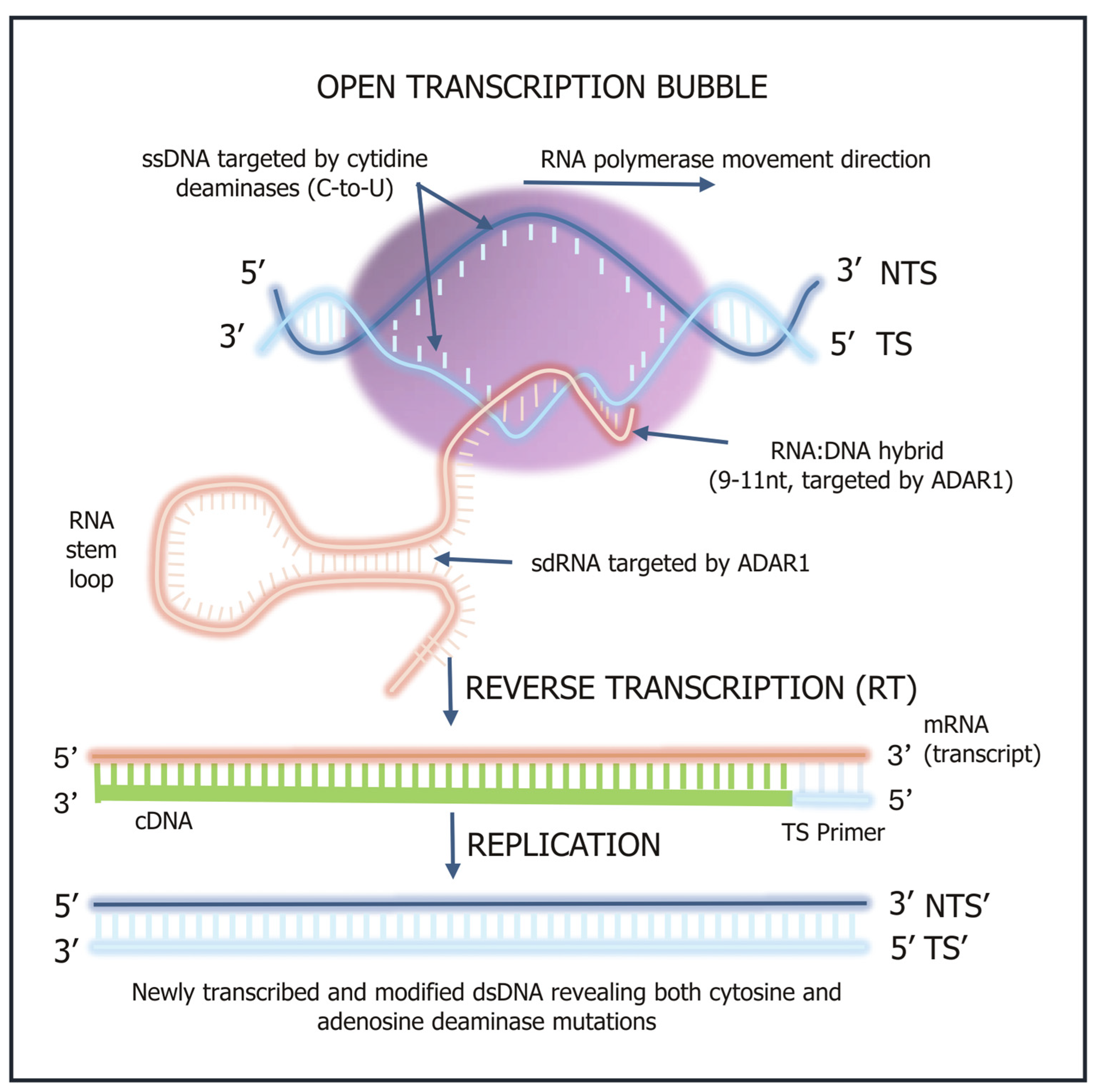Ijms 26 11532 g002 Ijms 26 11532 g002