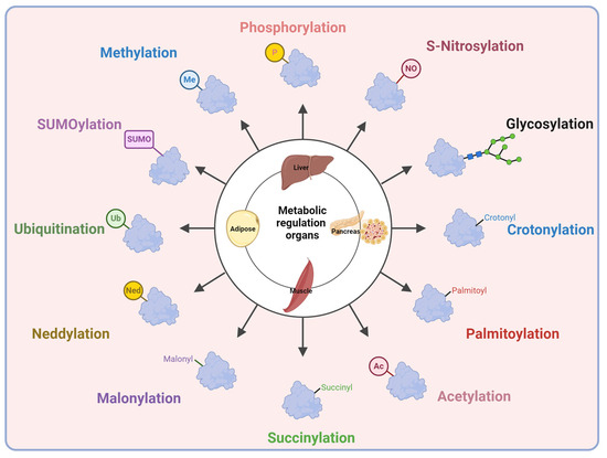 Emerging Roles of Post-Translational Modifications in Metabolic