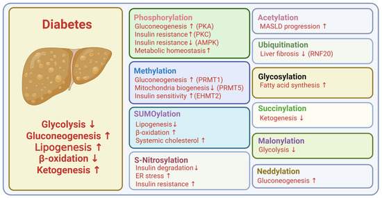しおん Emerging Roles of Post-Translational Modifications in Metabolic