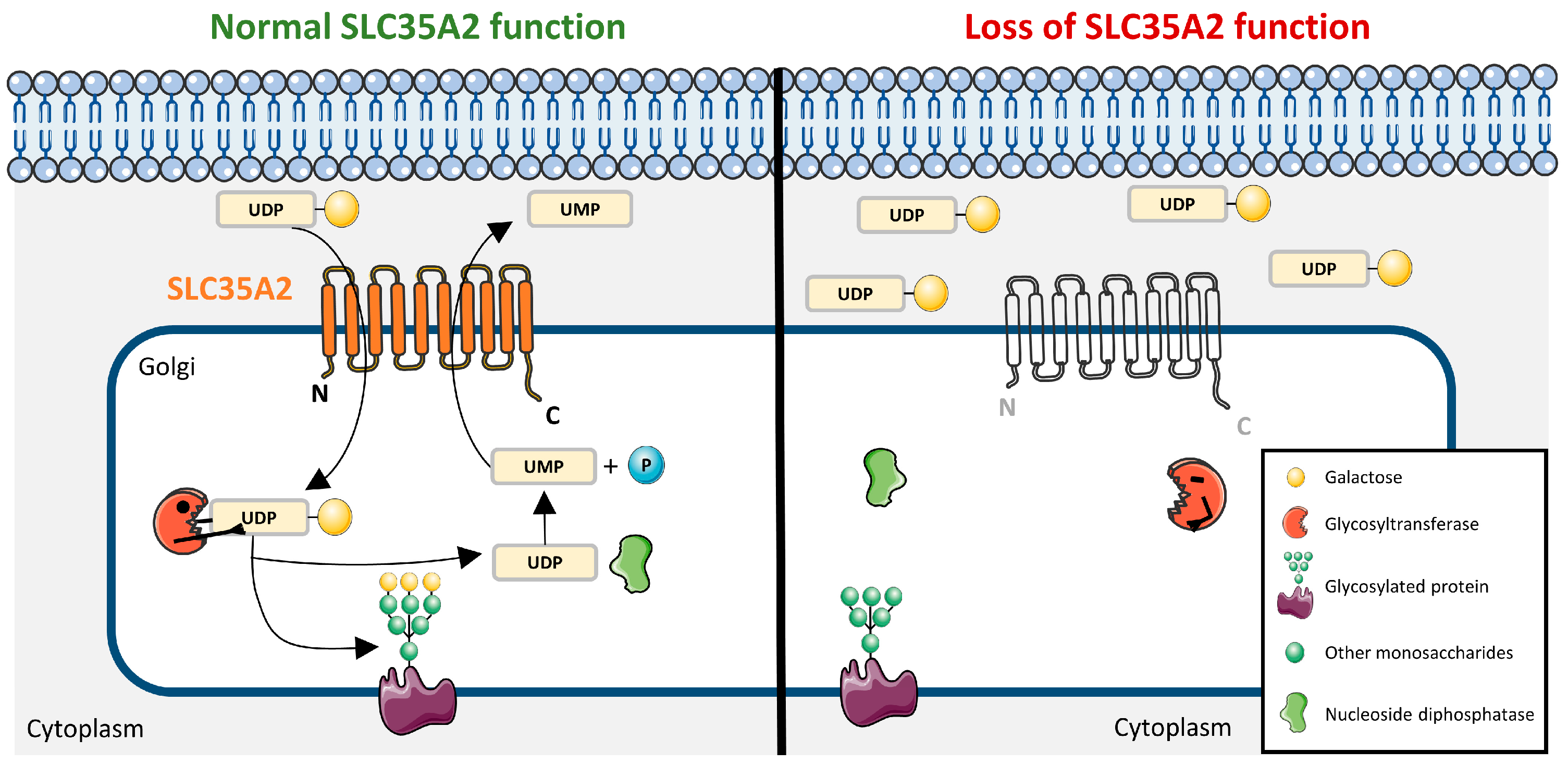 Ijms 26 11560 g001 Ijms 26 11560 g001