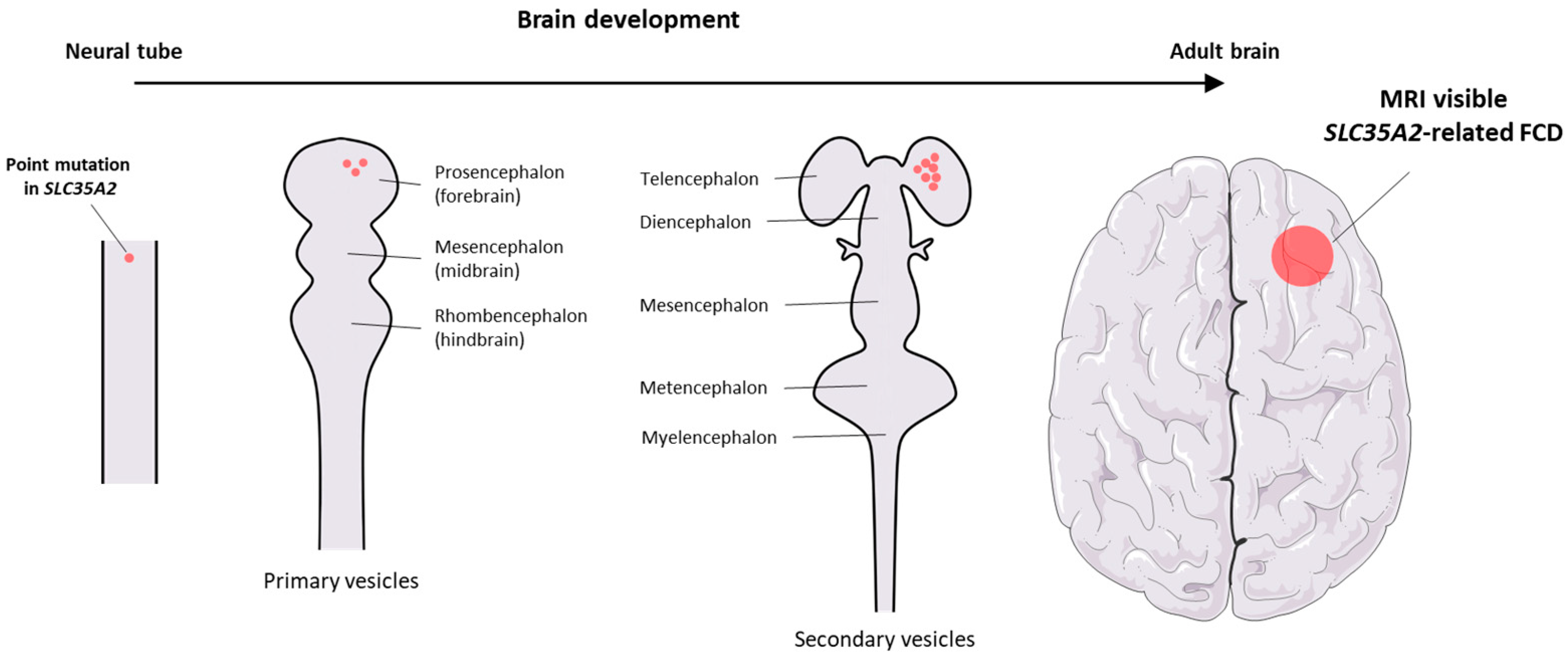 Ijms 26 11560 g003 Ijms 26 11560 g003