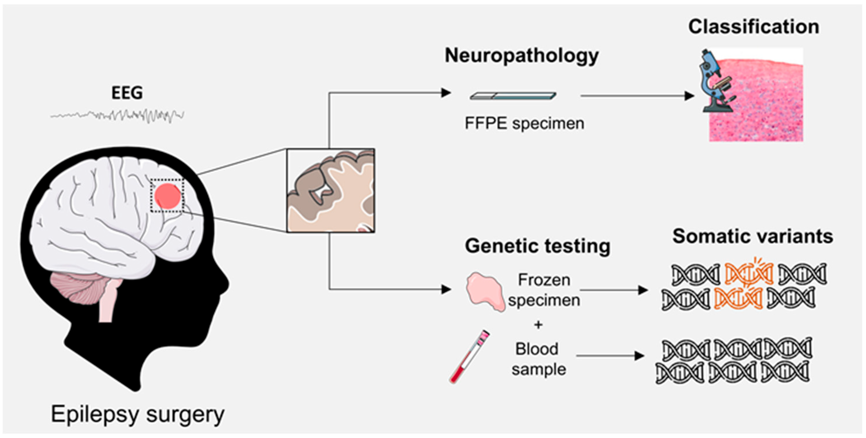 Ijms 26 11560 g004 Ijms 26 11560 g004