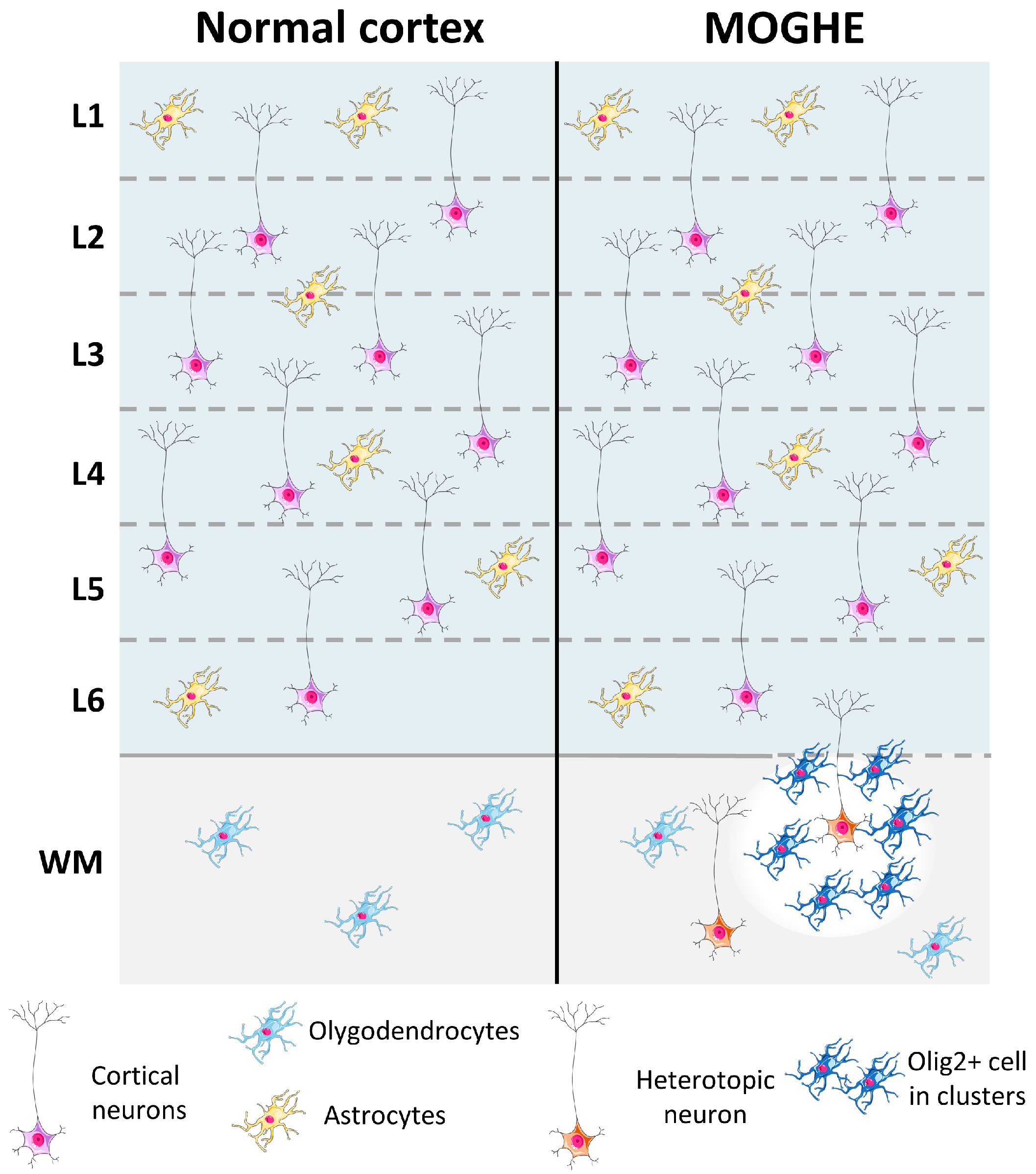 Ijms 26 11560 g005 Ijms 26 11560 g005