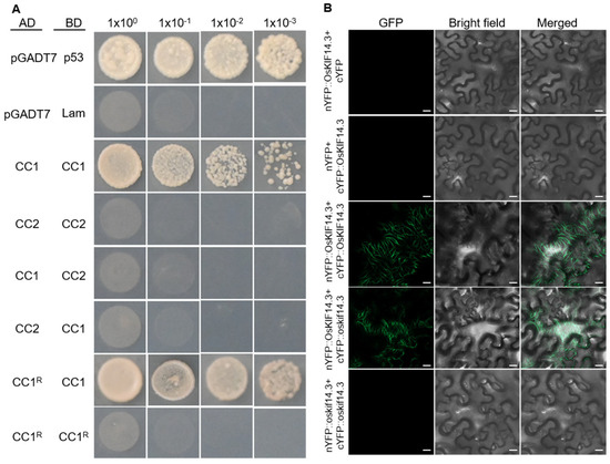 Mutation of OsKIF14.3, a Kinesin-14 Subfamily Protein, Altered