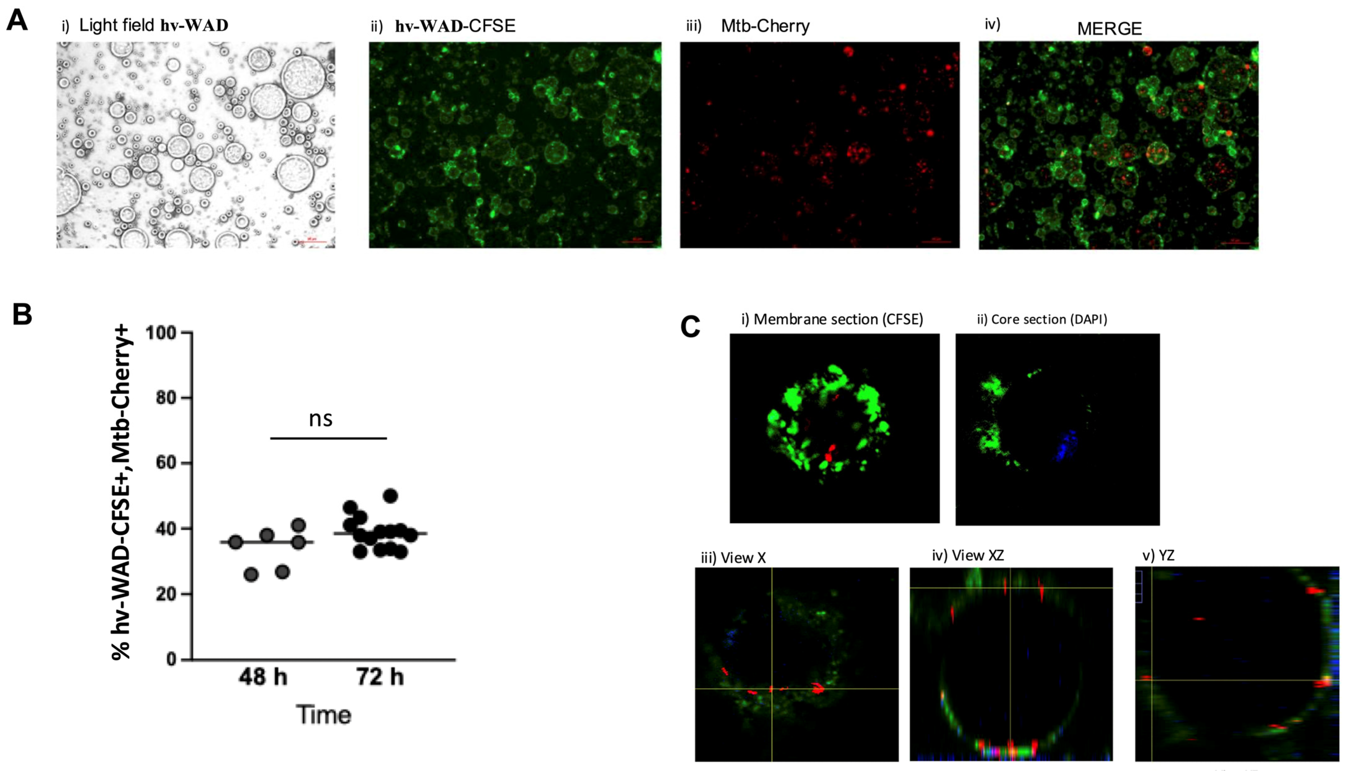Ijms 26 11595 g001 Ijms 26 11595 g001