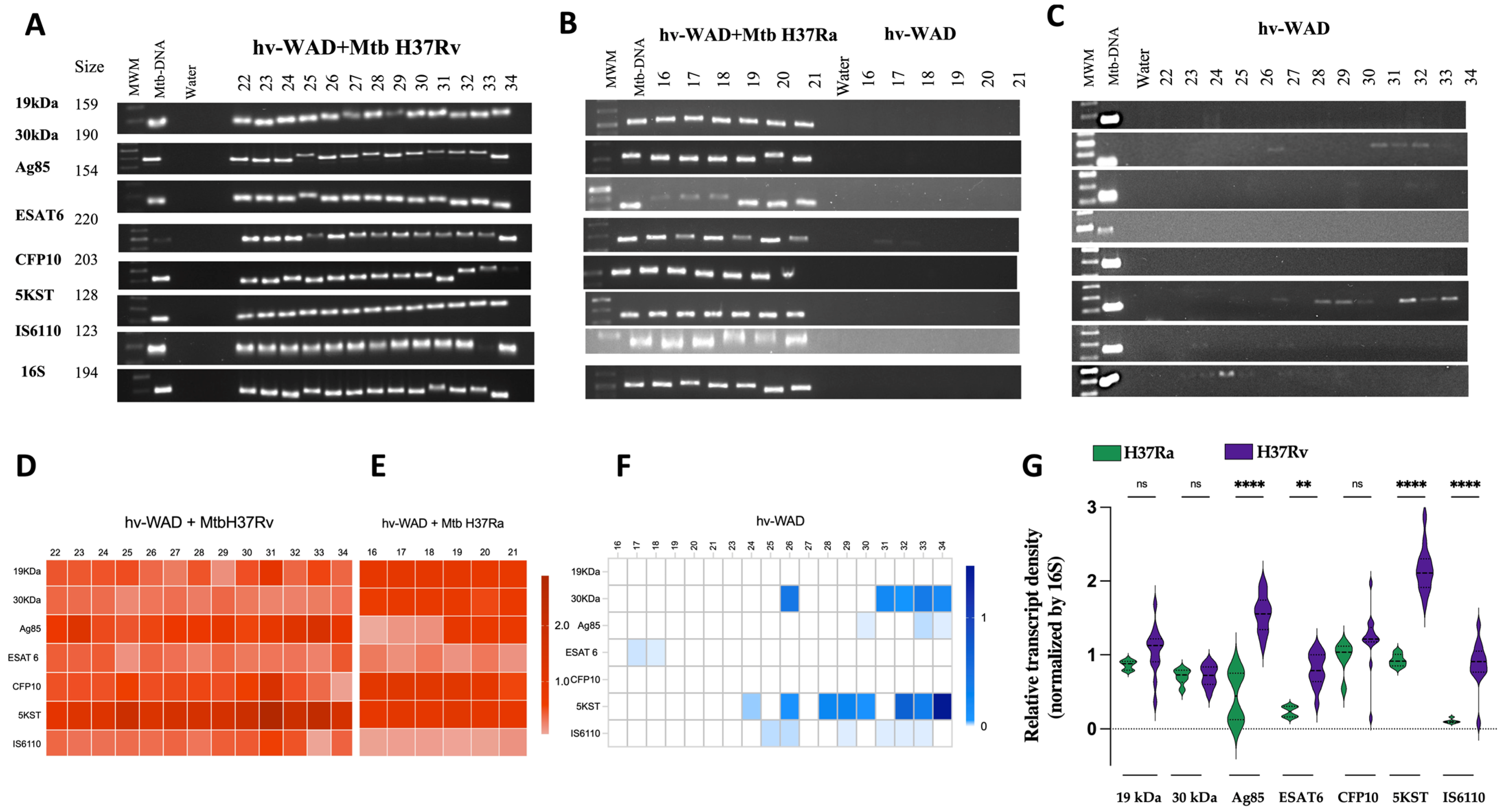 Ijms 26 11595 g002 Ijms 26 11595 g002