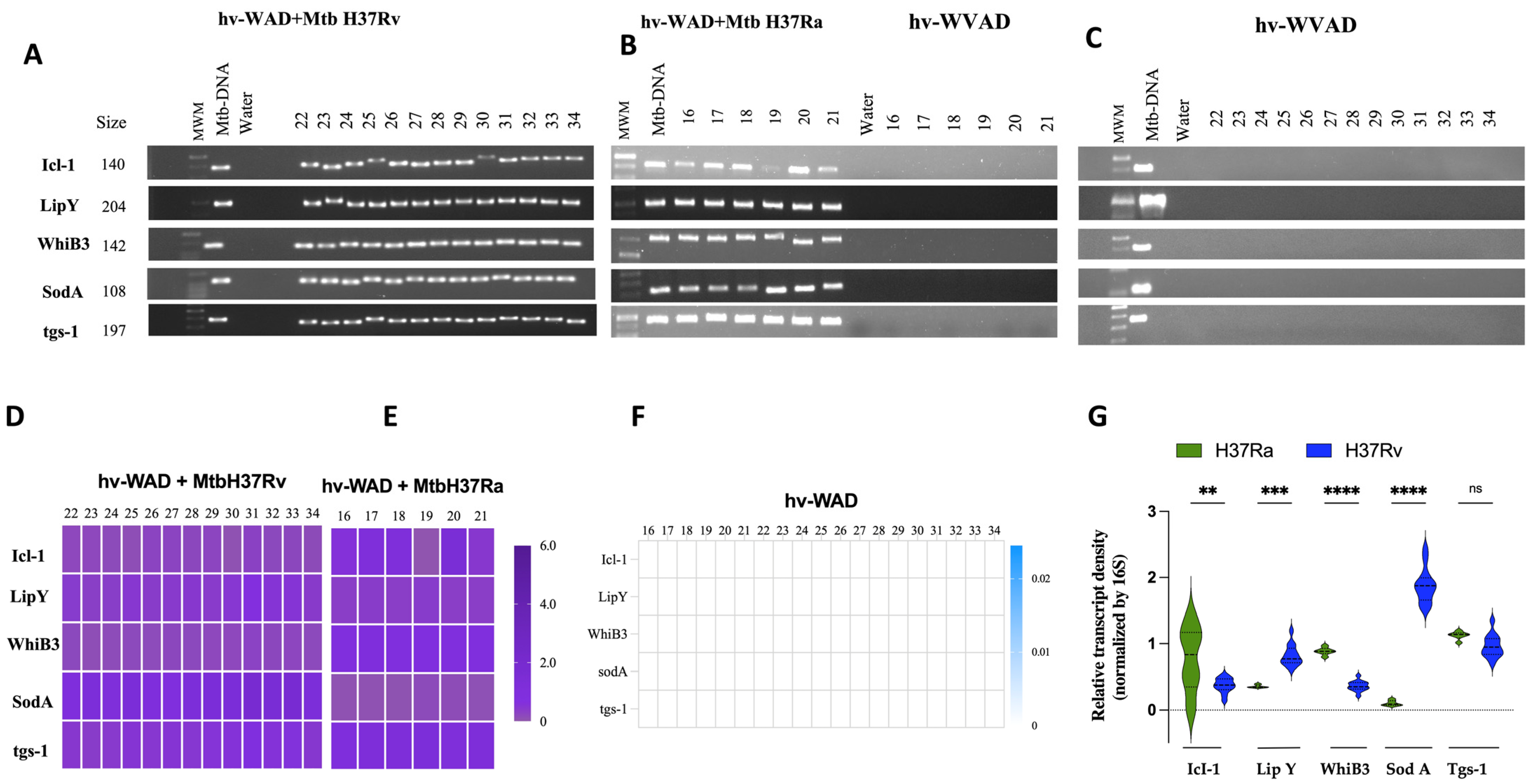 Ijms 26 11595 g003 Ijms 26 11595 g003