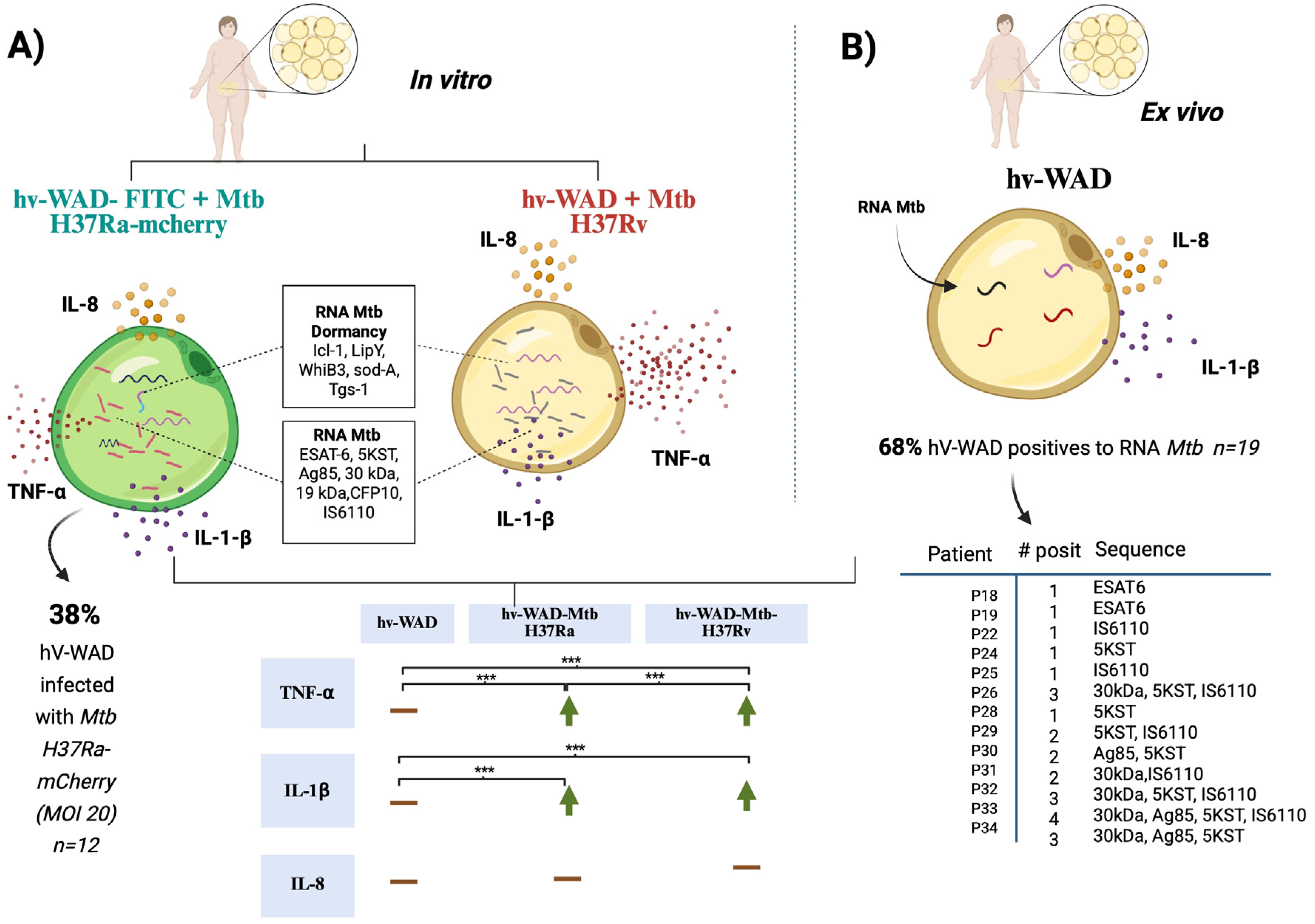 Ijms 26 11595 g005 Ijms 26 11595 g005