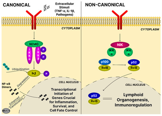 Current Research on the Control Mechanisms of Cell Survival and