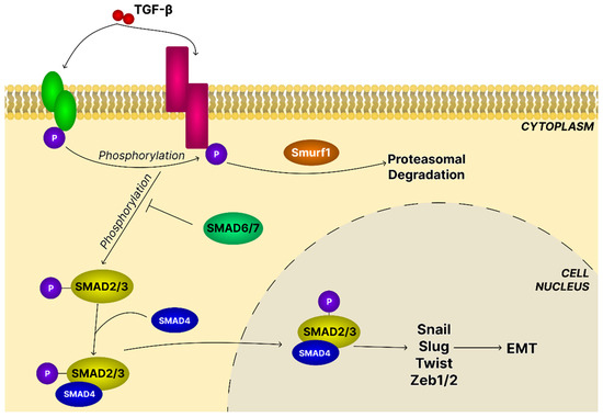 Current Research on the Control Mechanisms of Cell Survival and