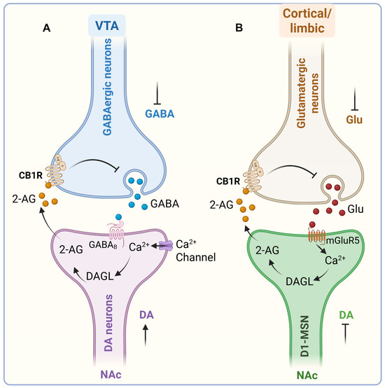 From Synaptic Plasticity to Neurotoxicity: Endocannabinoid