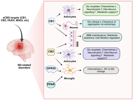 From Synaptic Plasticity to Neurotoxicity: Endocannabinoid