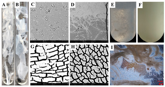 Physiological and Multi-Omics Insights into Trichoderma harzianum