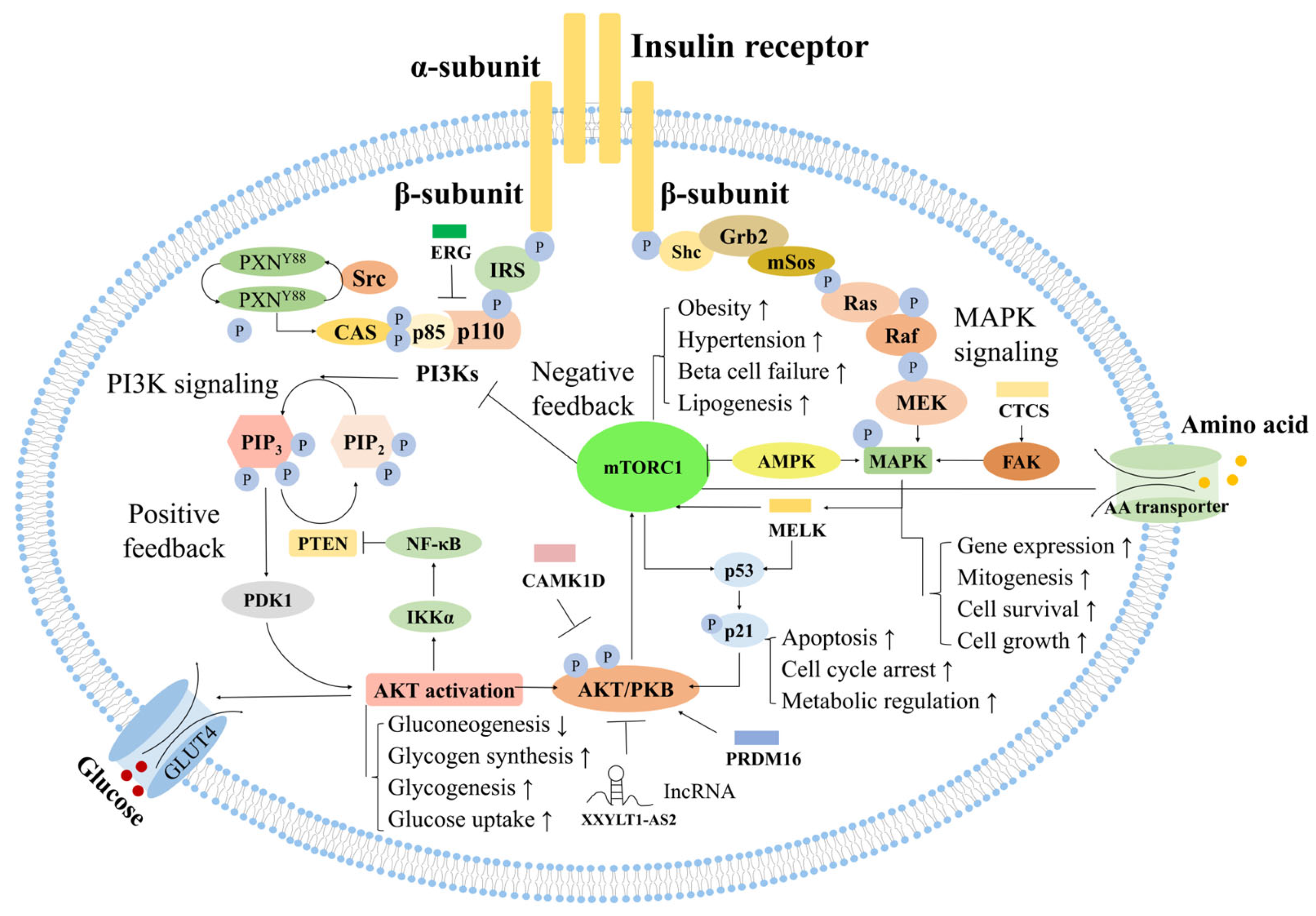Ijms 26 11688 g003 Ijms 26 11688 g003