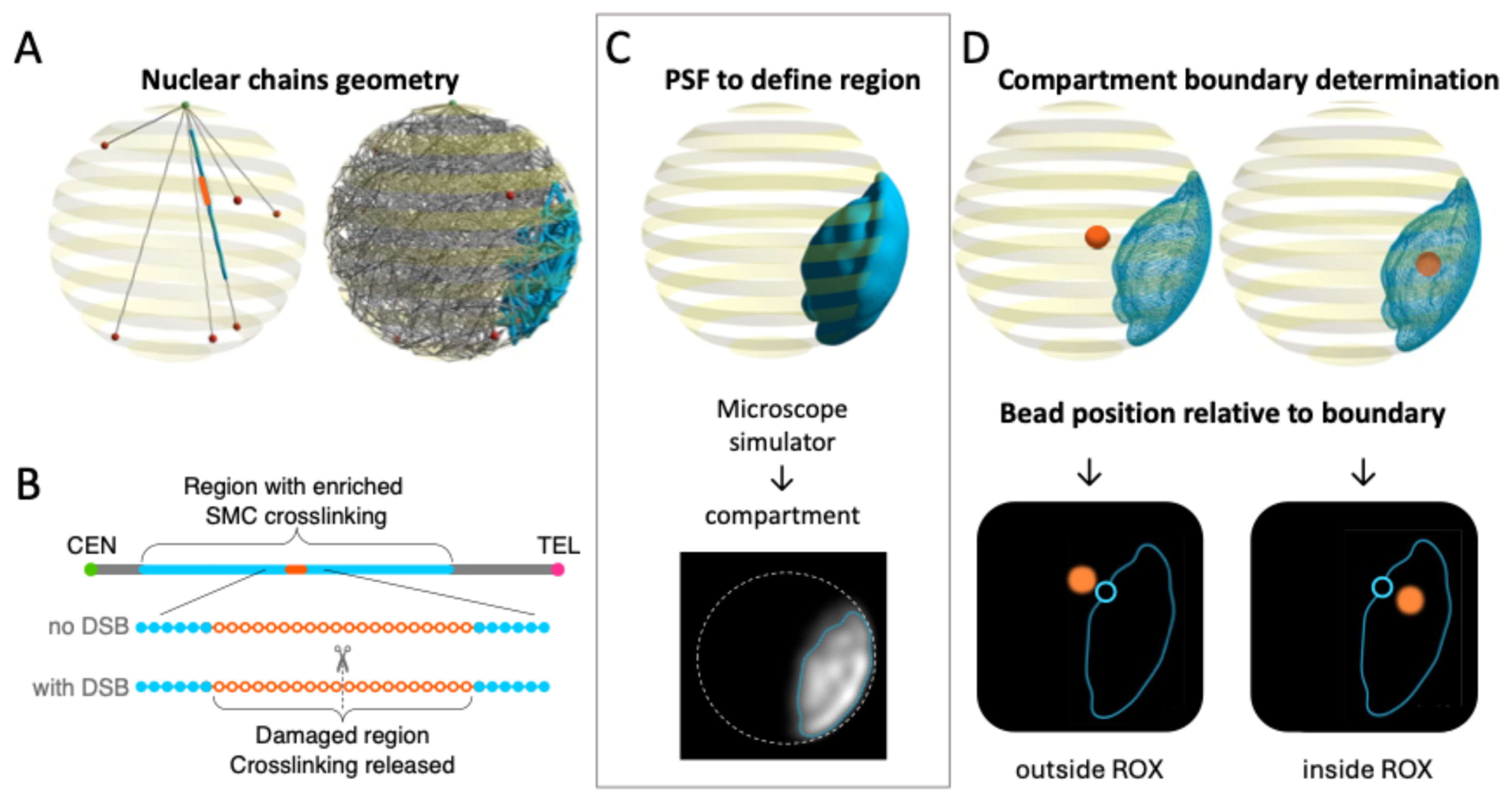 Ijms 26 11697 g001 Ijms 26 11697 g001
