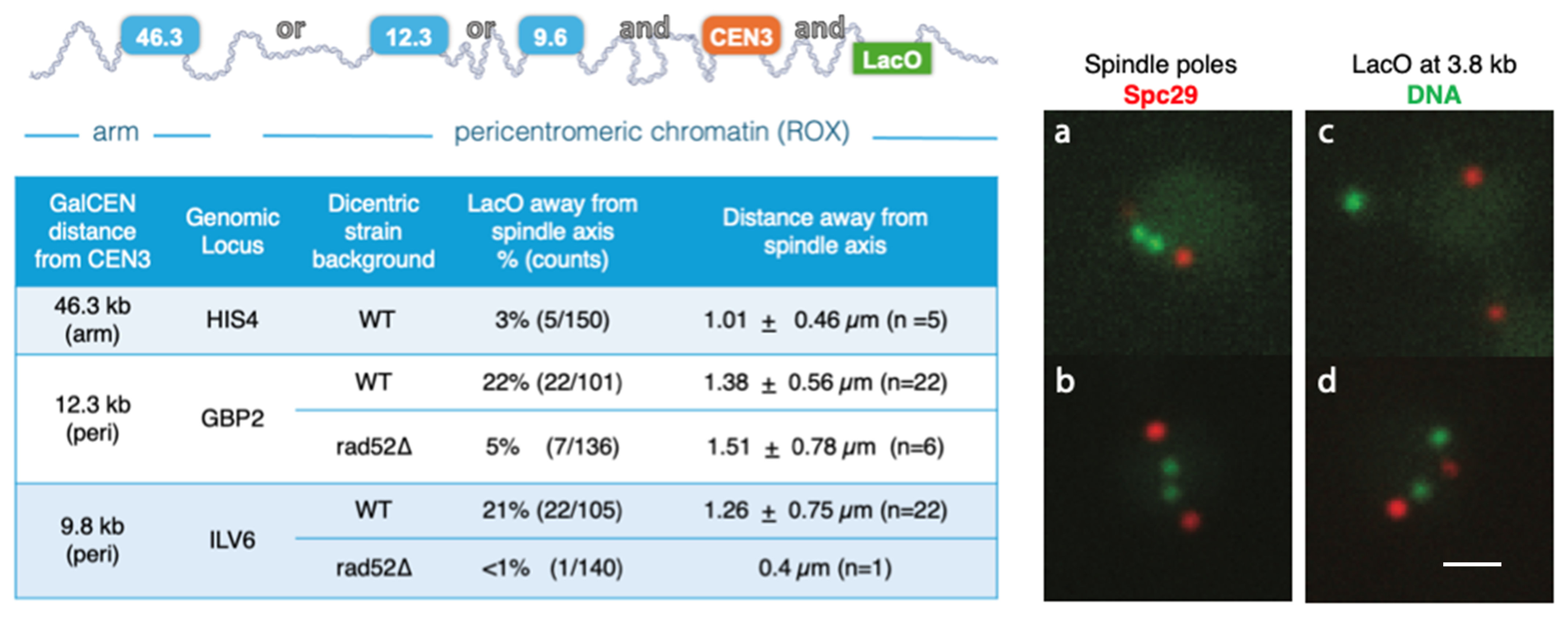 Ijms 26 11697 g006 Ijms 26 11697 g006