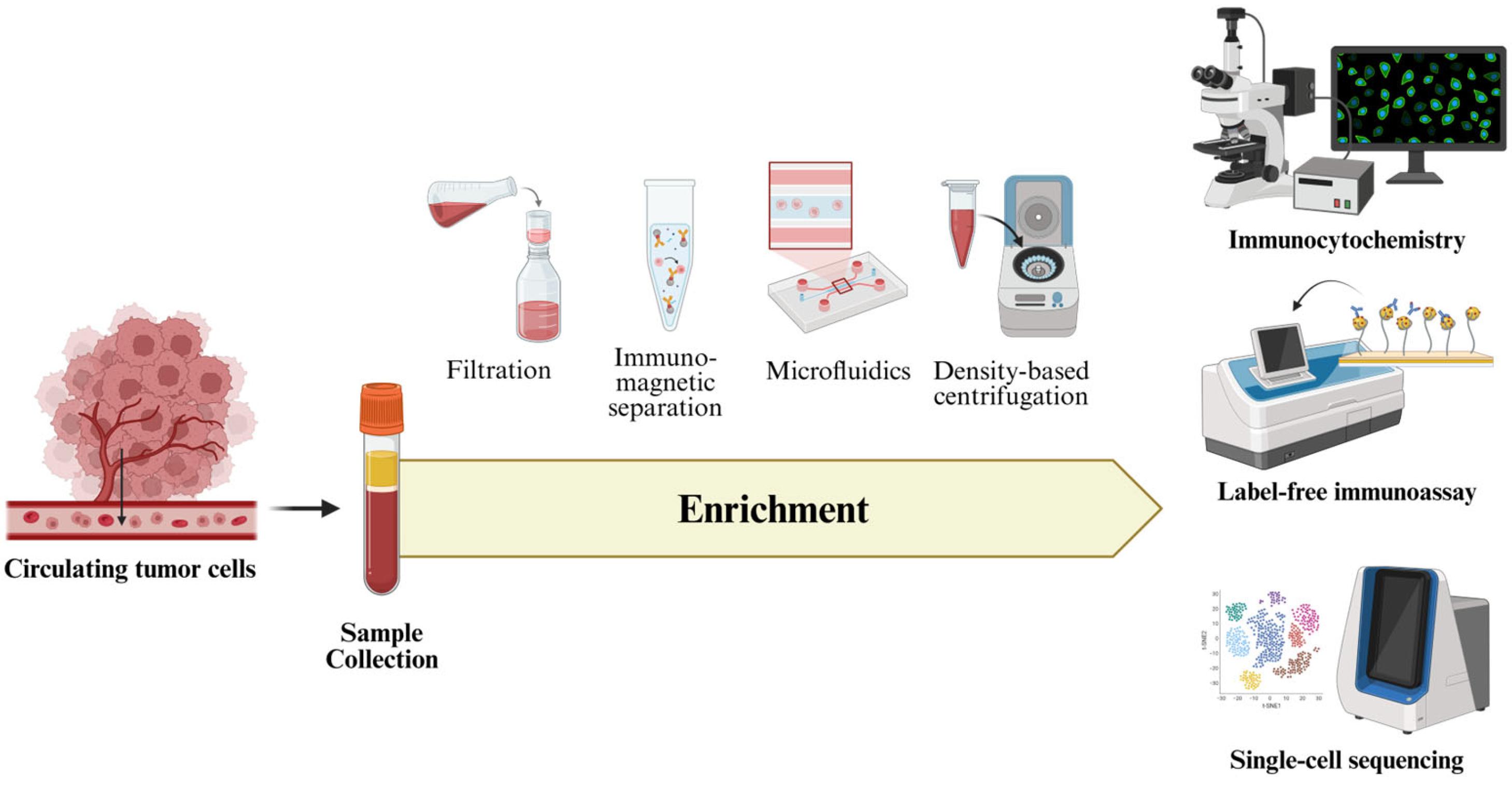 Ijms 26 11708 g004 Ijms 26 11708 g004