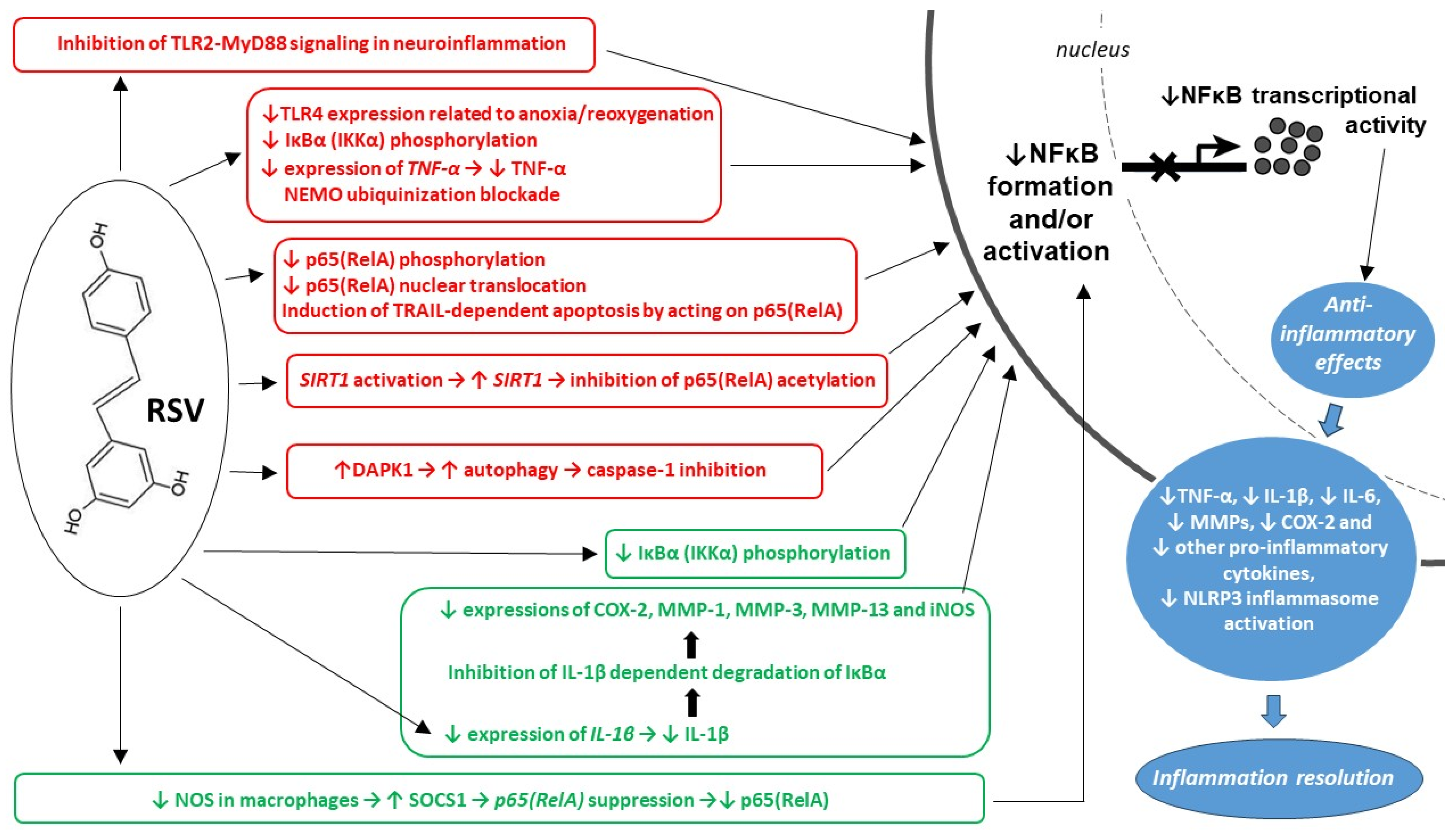 シークエンス3×2 Anti-Inflammatory Properties of Resveratrol