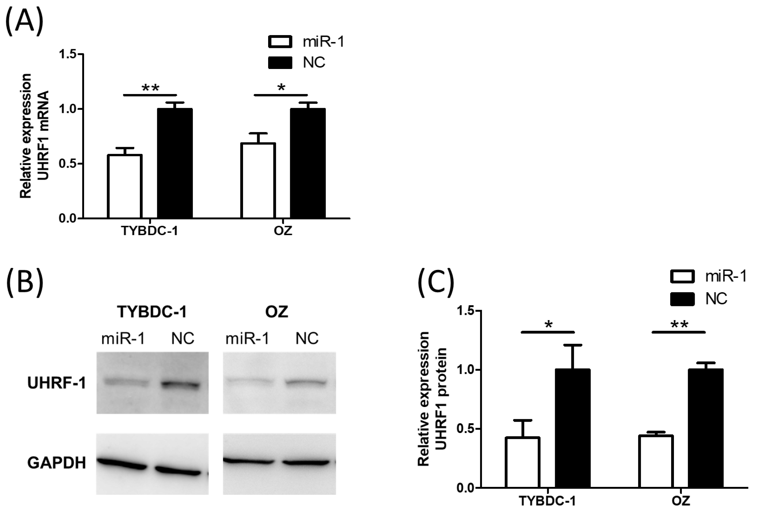 Ijms 26 11718 g004 Ijms 26 11718 g004