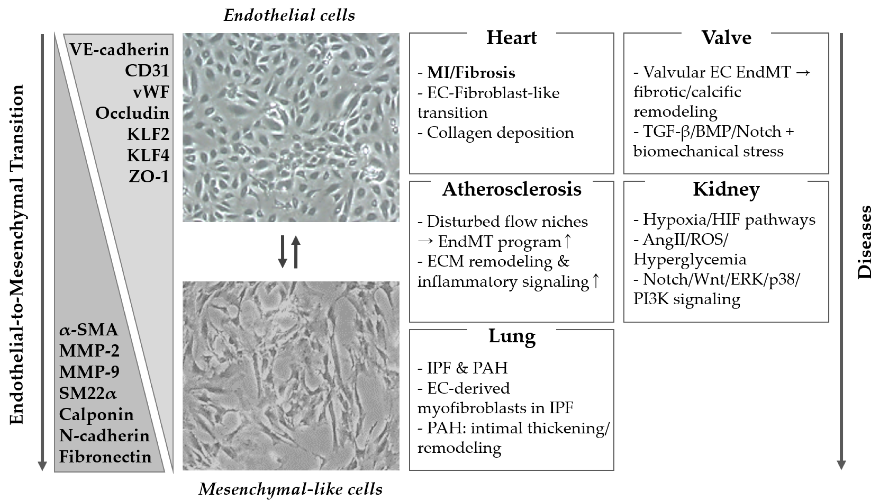 Ijms 26 11724 g001 Ijms 26 11724 g001