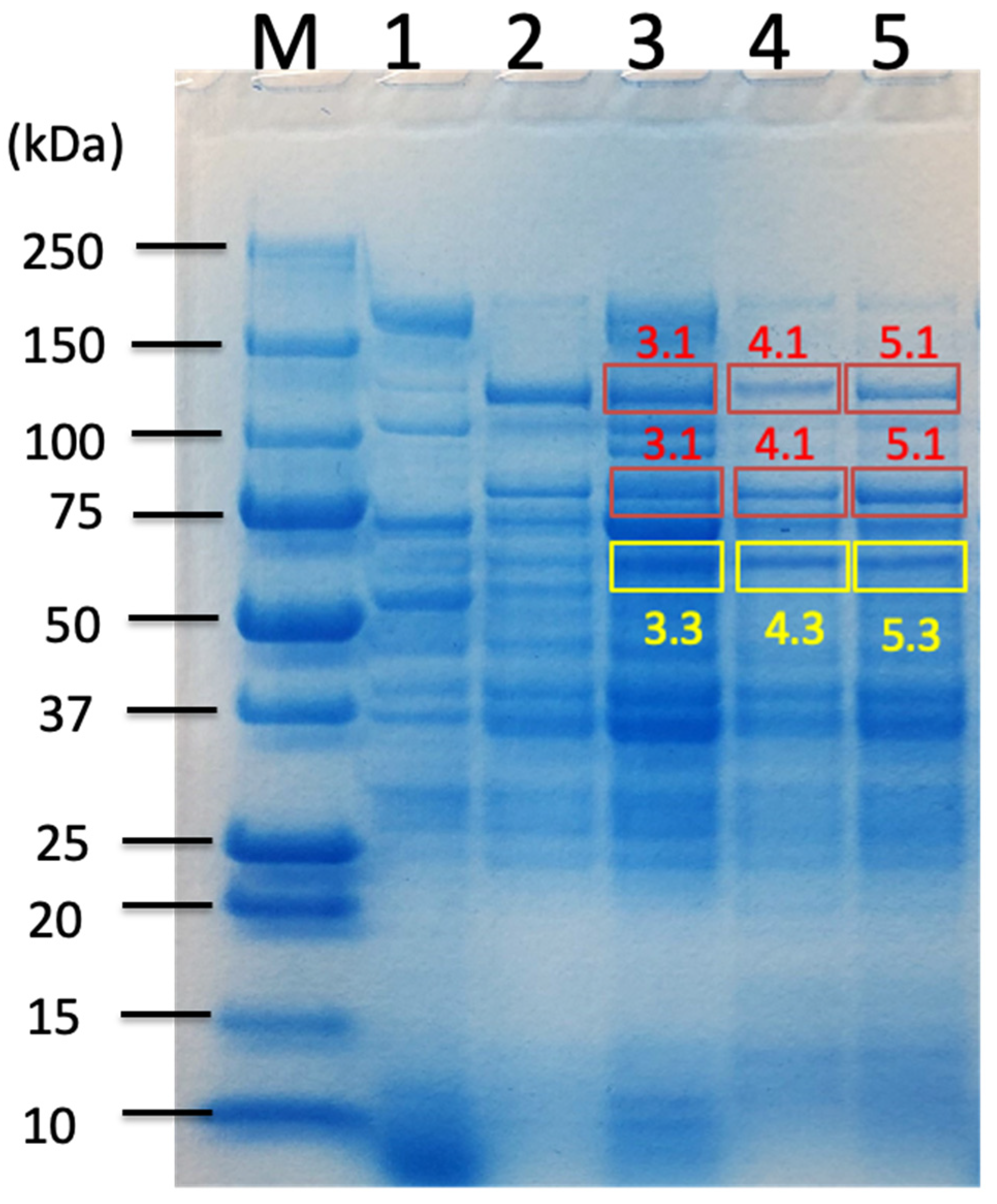 Ijms 26 11728 g002 Ijms 26 11728 g002