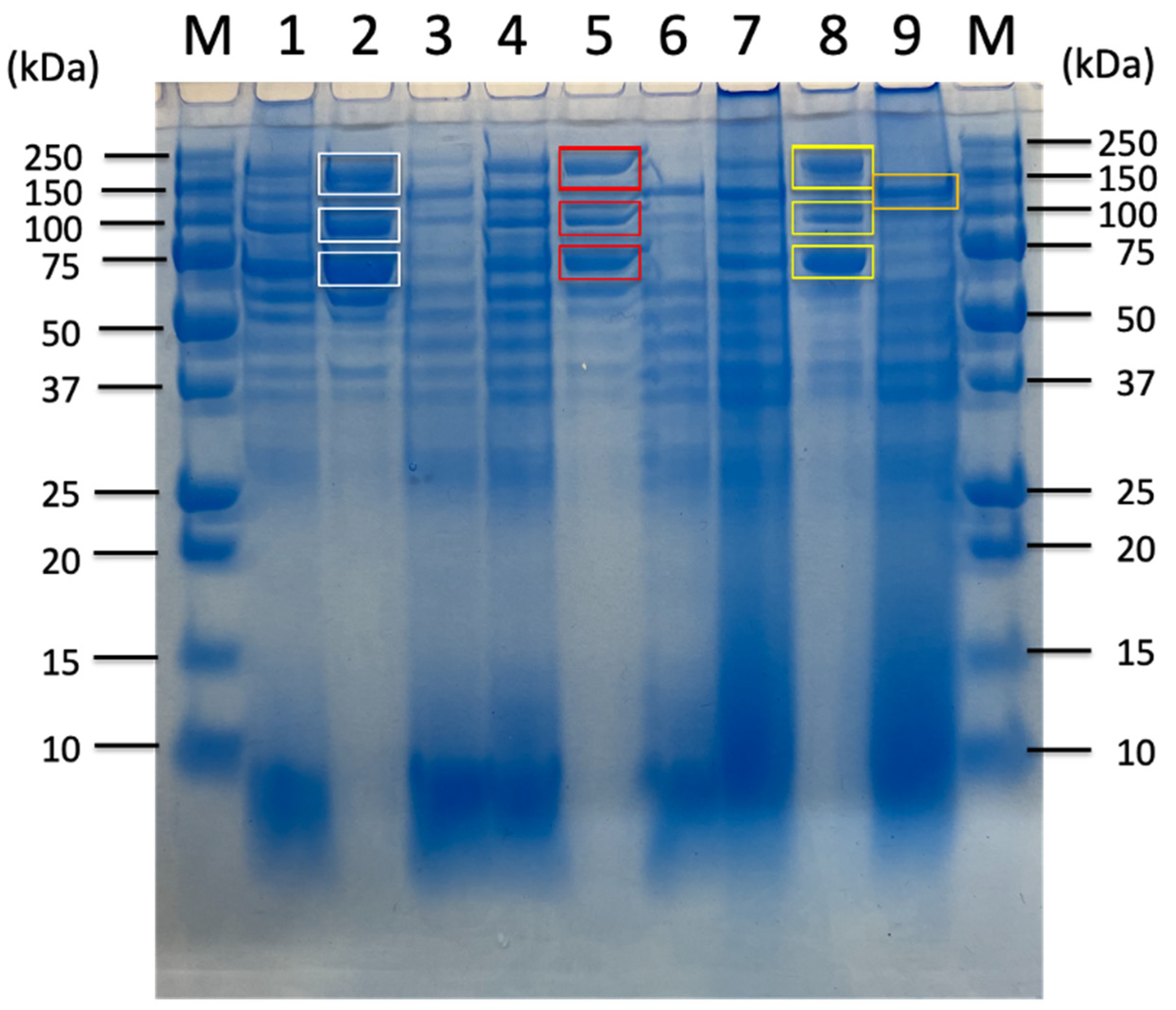 Ijms 26 11728 g004 Ijms 26 11728 g004