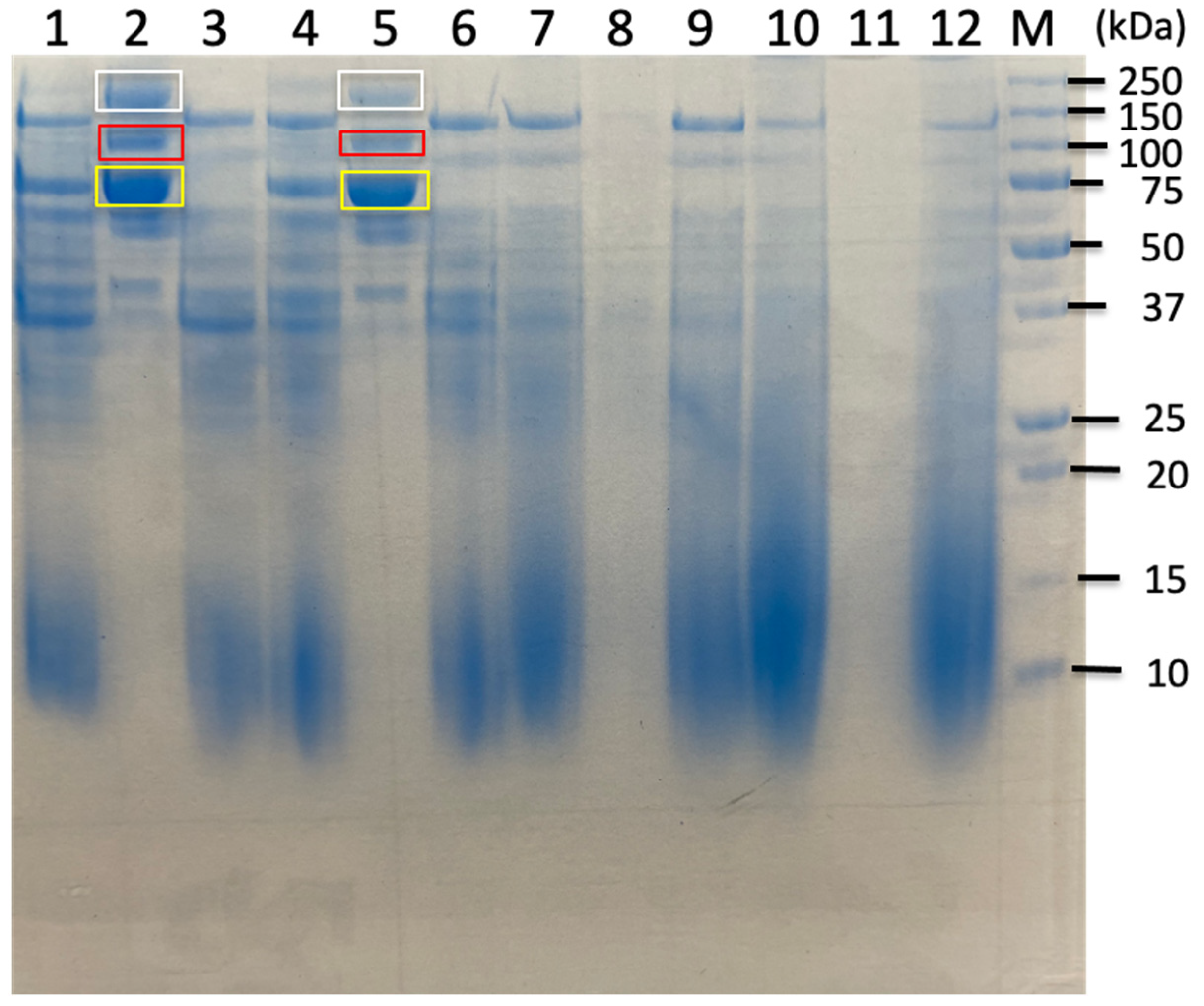 Ijms 26 11728 g005 Ijms 26 11728 g005