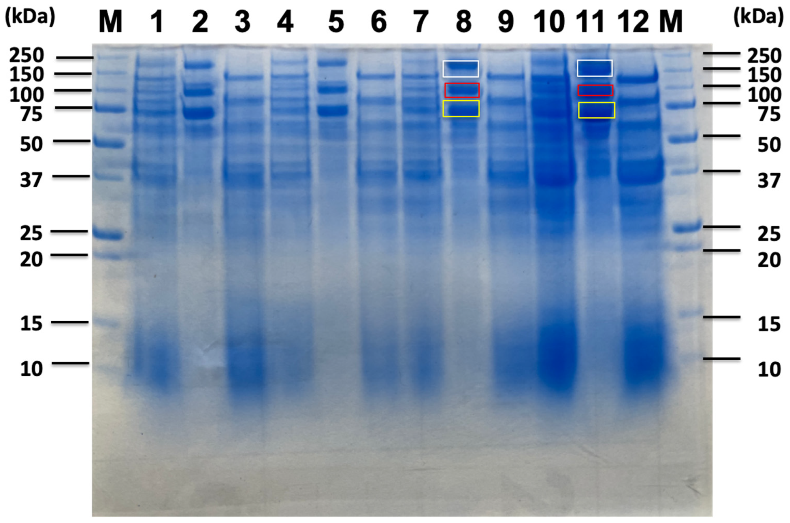 Ijms 26 11728 g006 Ijms 26 11728 g006