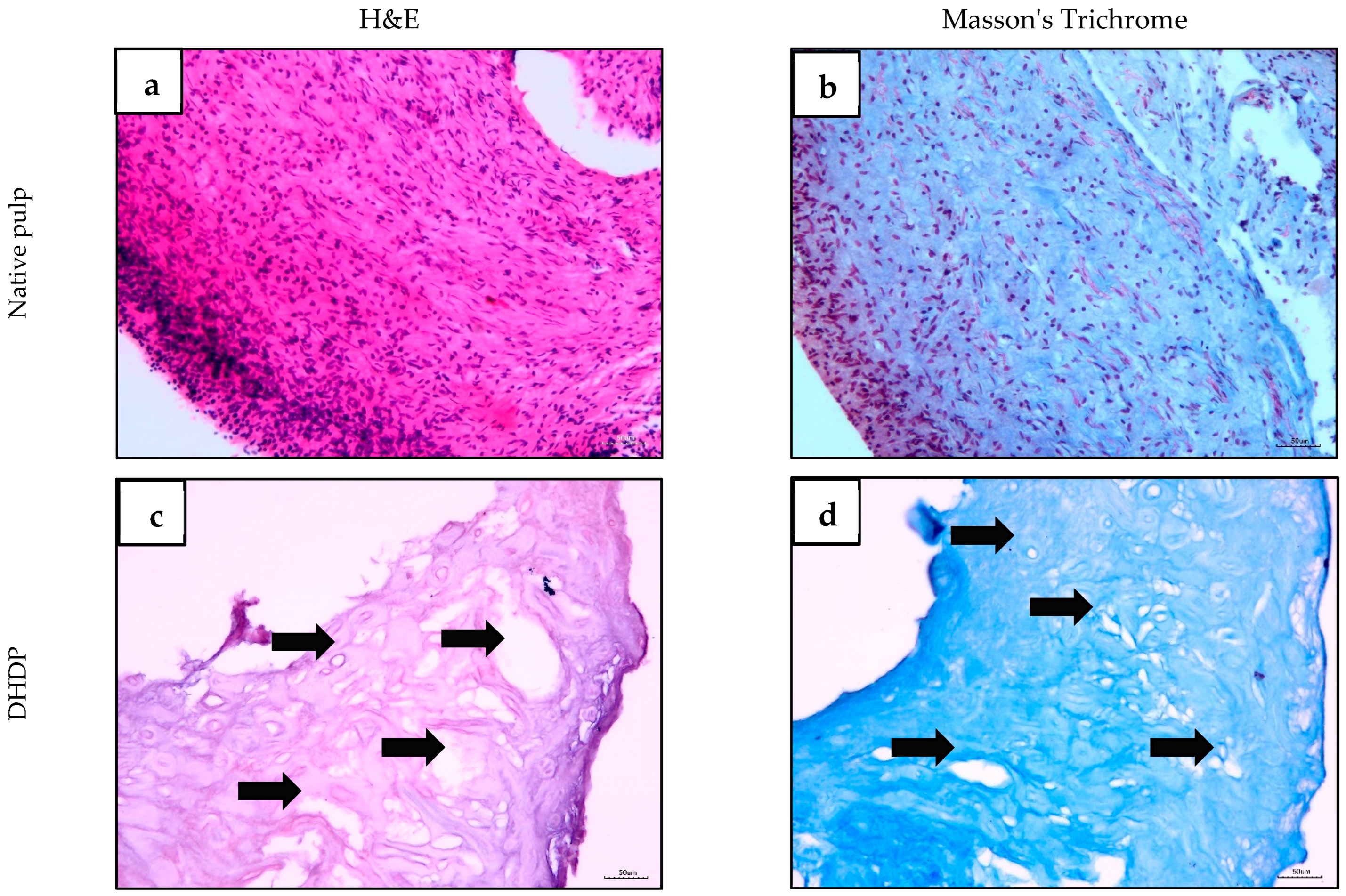 Ijms 26 11760 g002a Ijms 26 11760 g002a